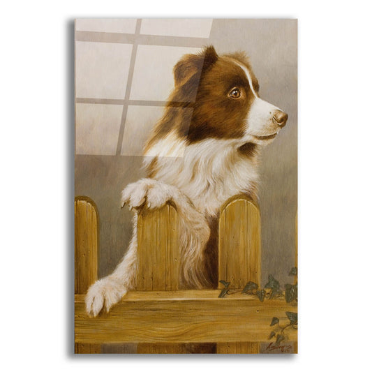 Epic Art 'Brown Collie' by John Silver, Acrylic Glass Wall Art