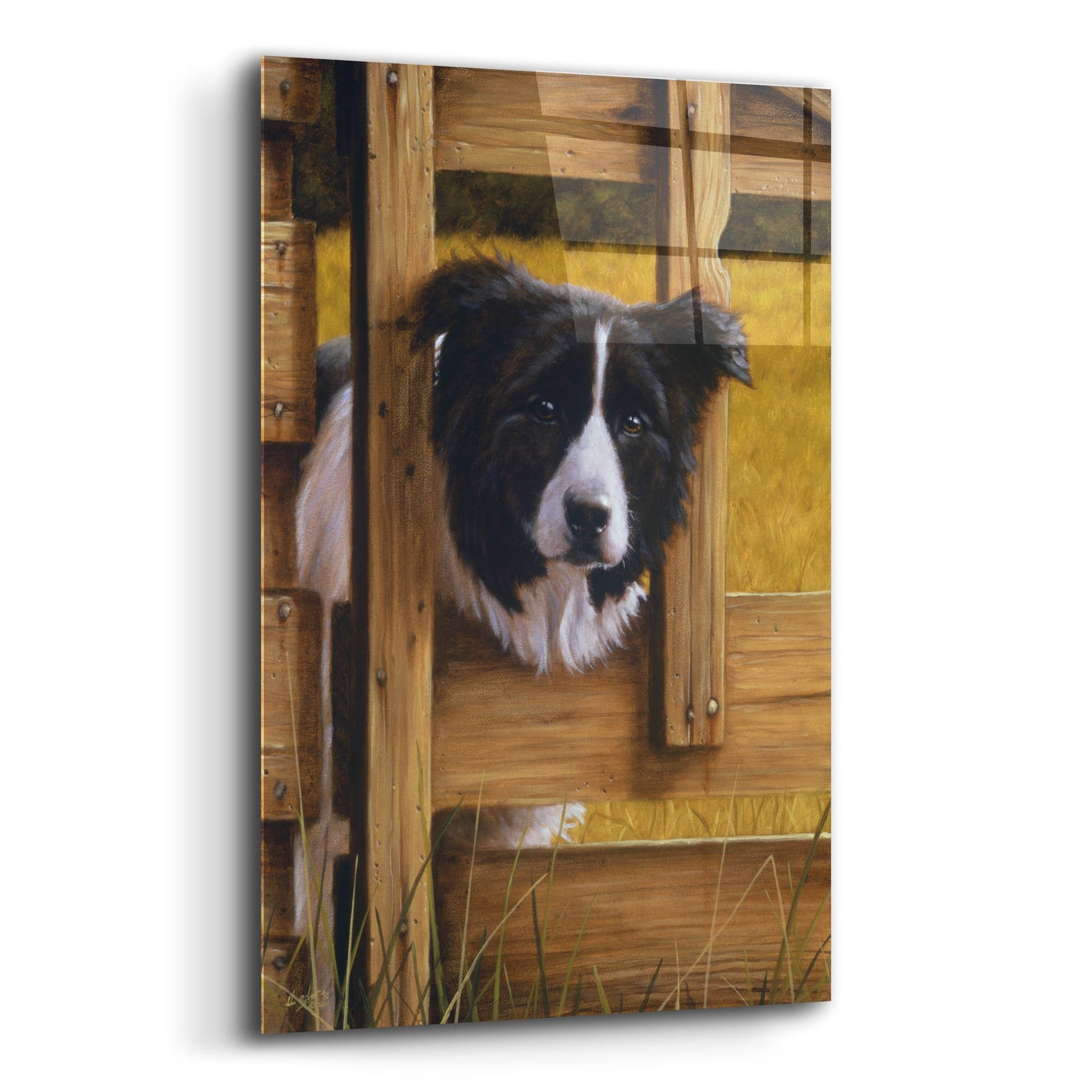 Epic Art ' Border Collie Exploring' by John Silver, Acrylic Glass Wall Art,12x16