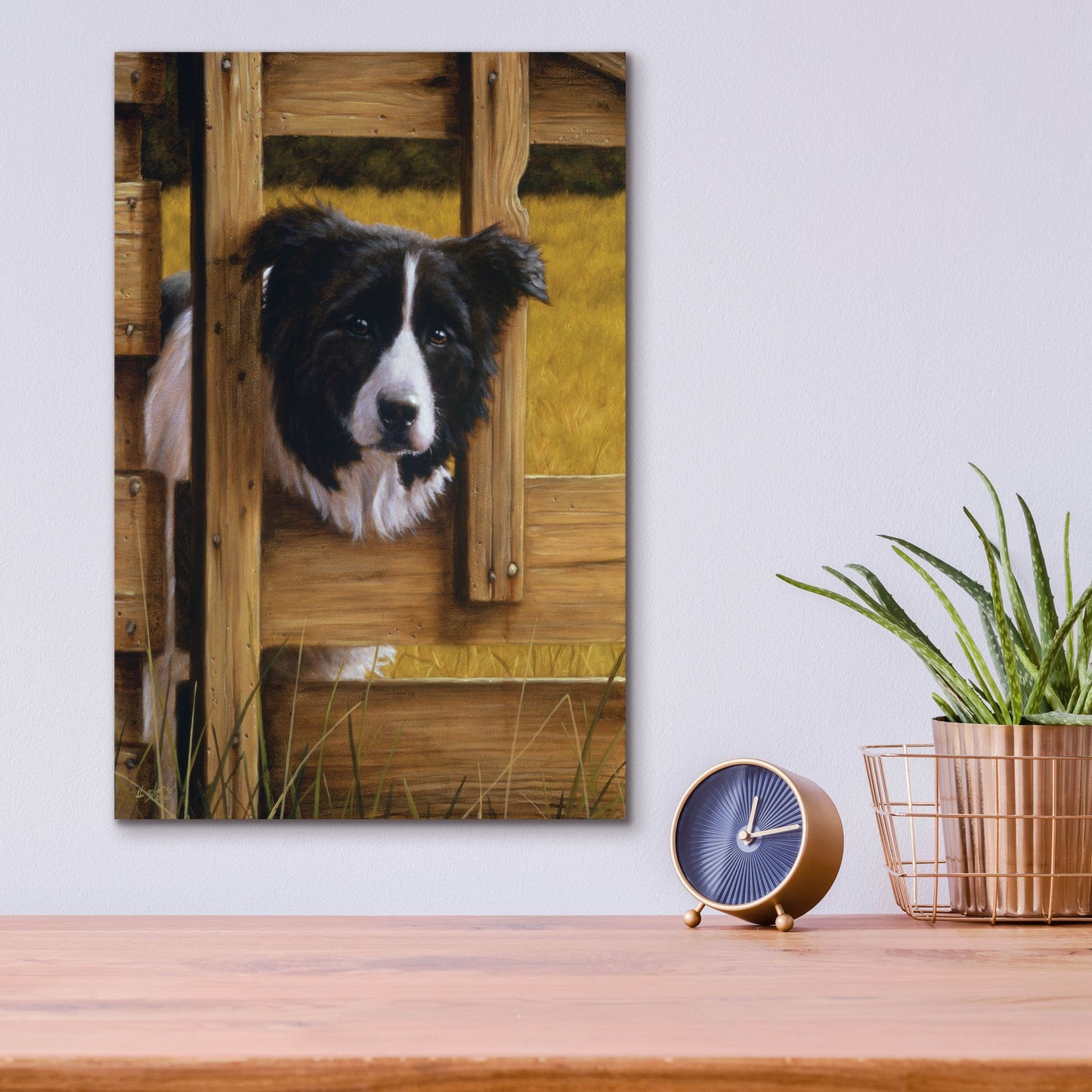 Epic Art ' Border Collie Exploring' by John Silver, Acrylic Glass Wall Art,12x16