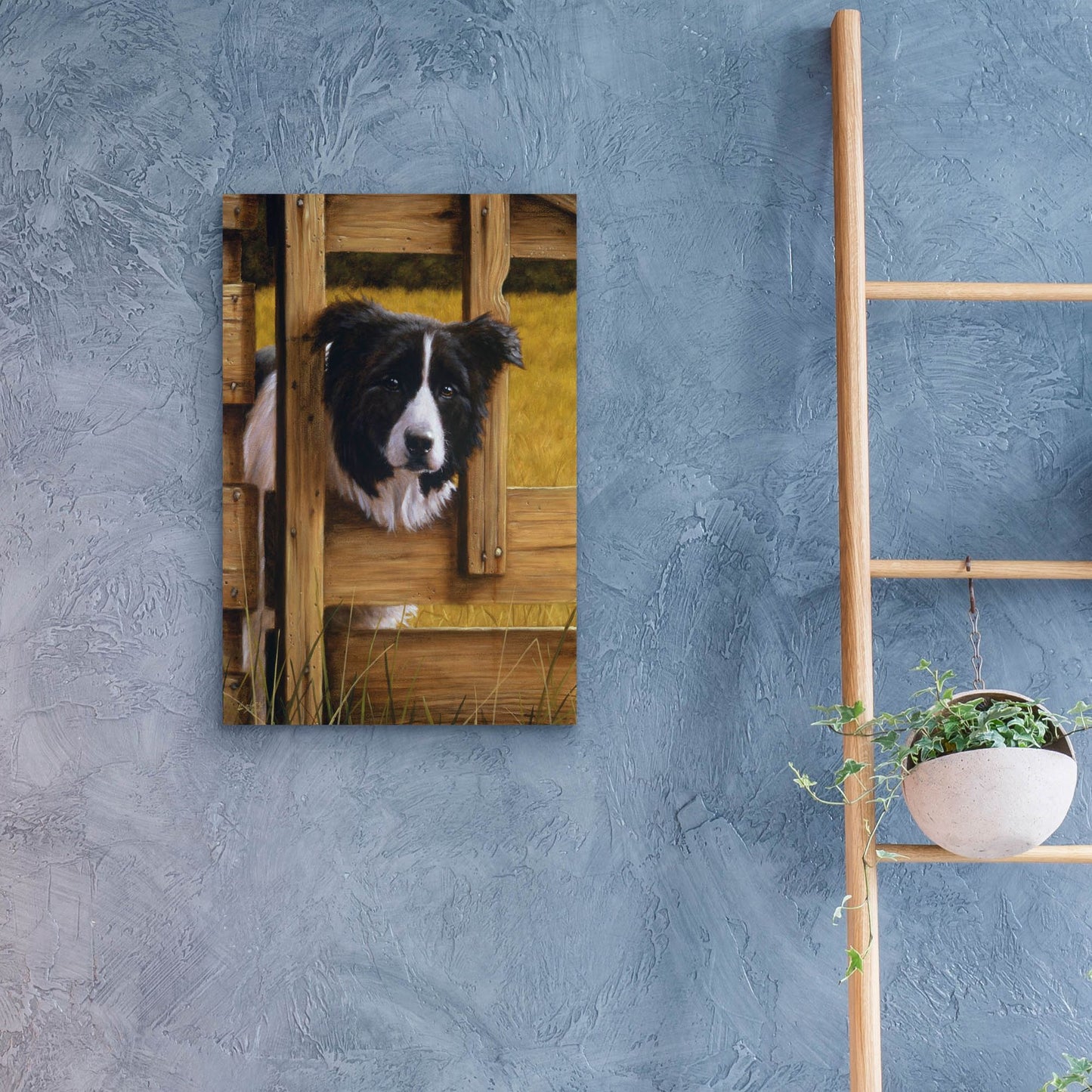 Epic Art ' Border Collie Exploring' by John Silver, Acrylic Glass Wall Art,16x24