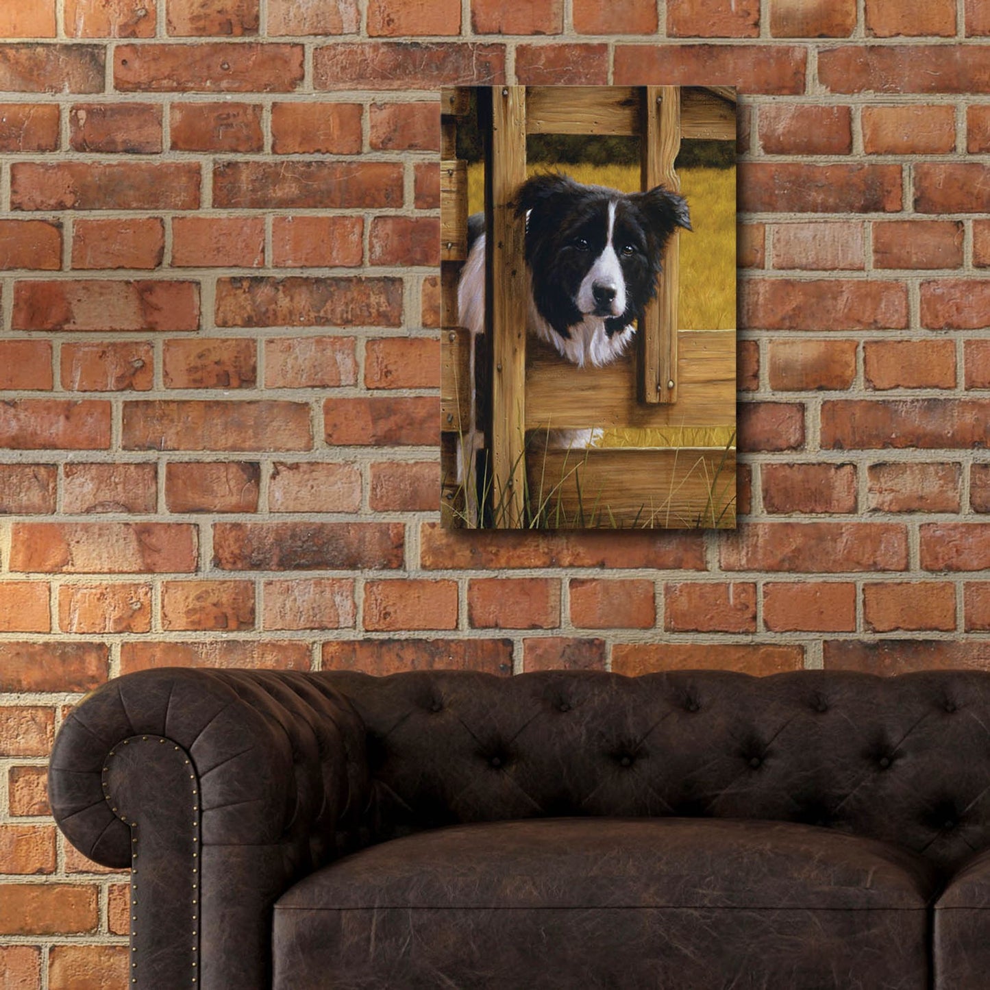 Epic Art ' Border Collie Exploring' by John Silver, Acrylic Glass Wall Art,16x24