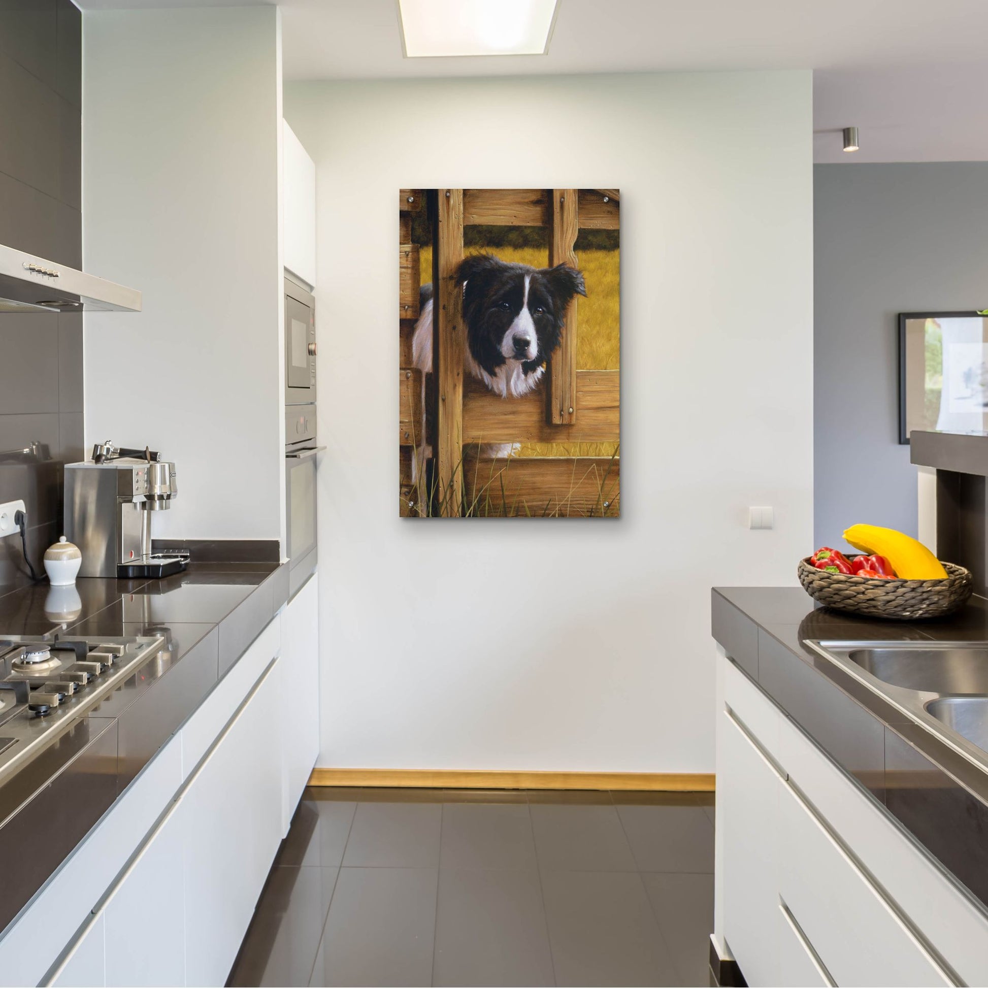 Epic Art ' Border Collie Exploring' by John Silver, Acrylic Glass Wall Art,24x36