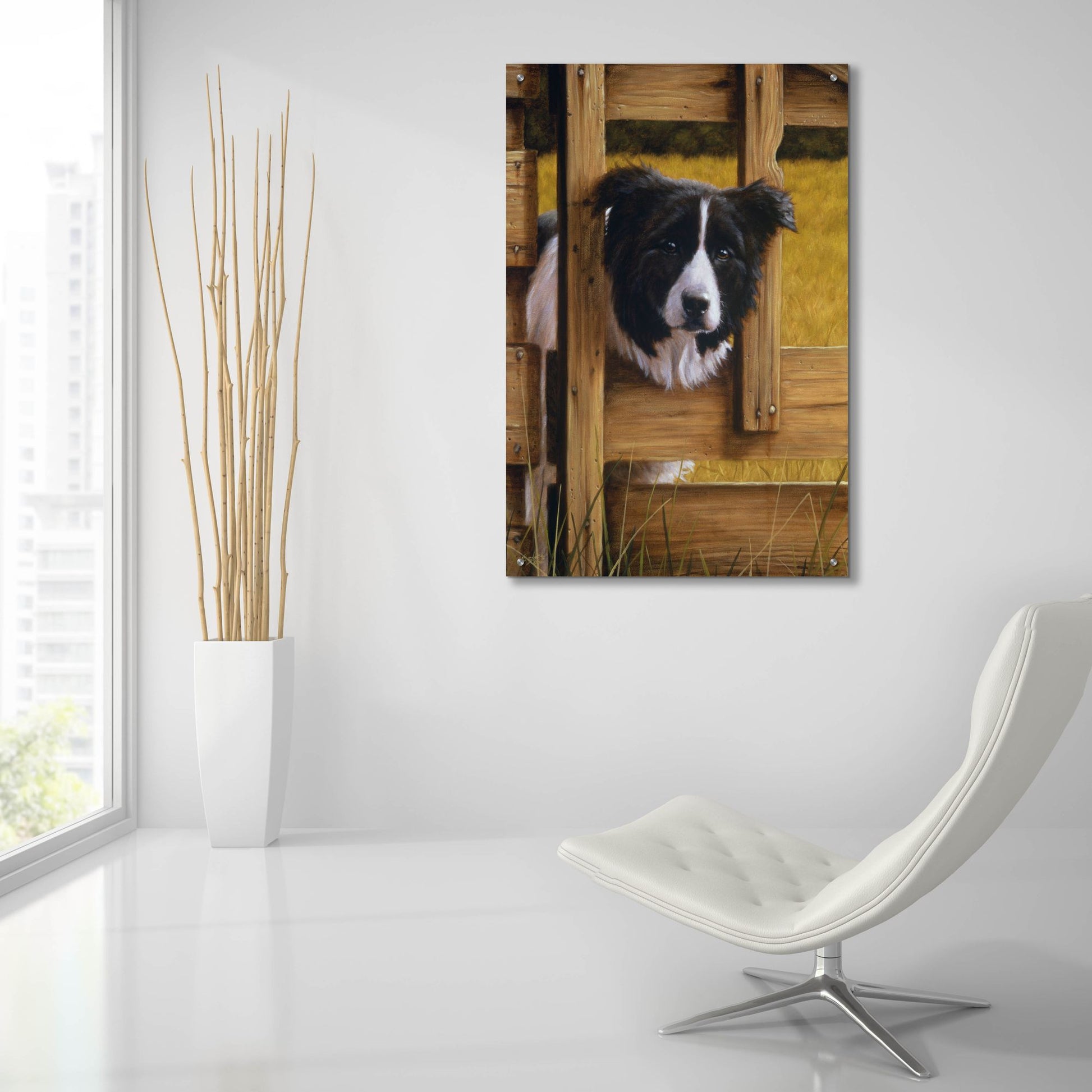 Epic Art ' Border Collie Exploring' by John Silver, Acrylic Glass Wall Art,24x36