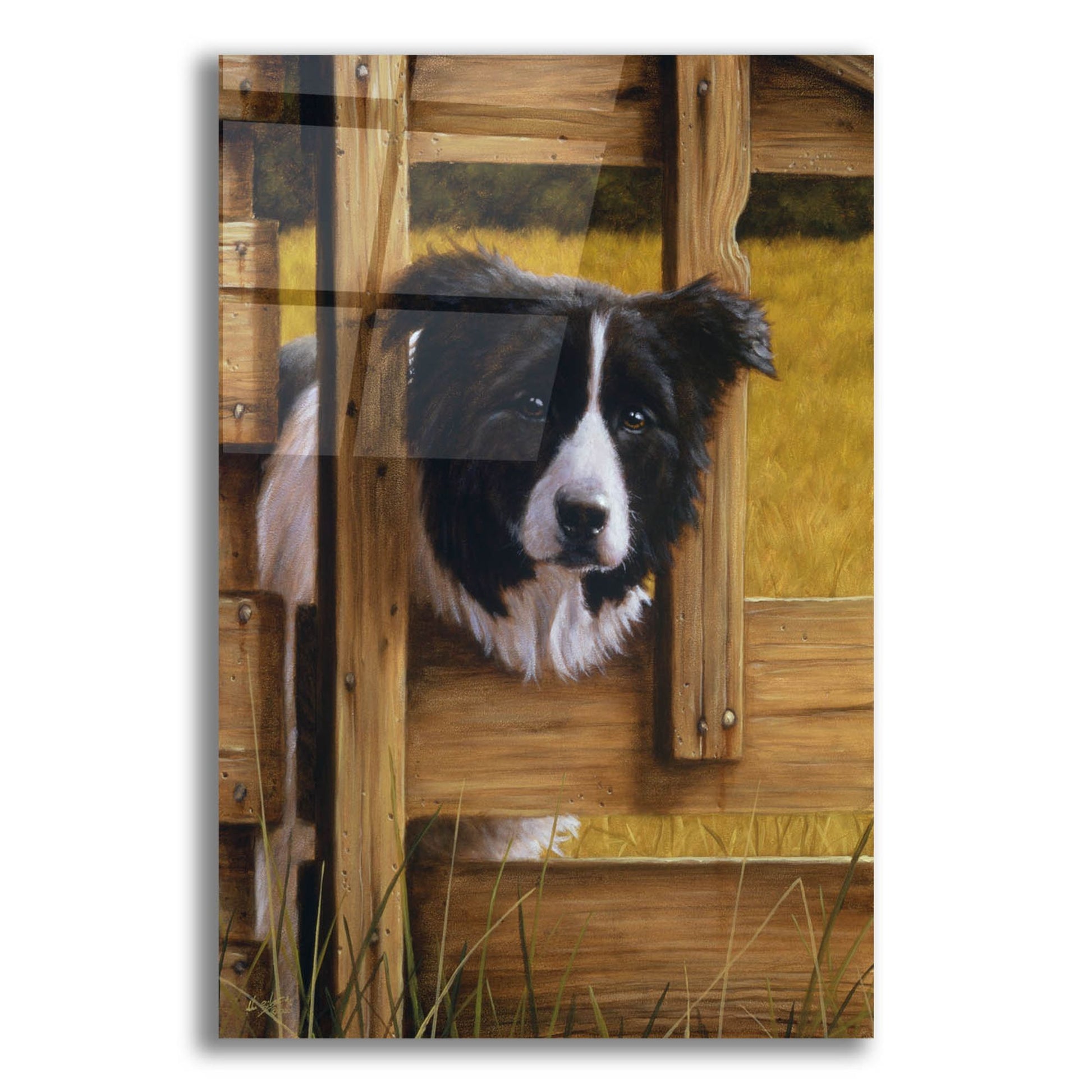 Epic Art ' Border Collie Exploring' by John Silver, Acrylic Glass Wall Art