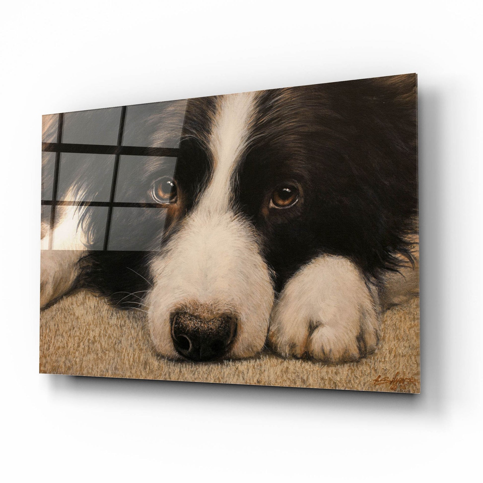 Epic Art 'Border Collie Love' by John Silver, Acrylic Glass Wall Art,16x12