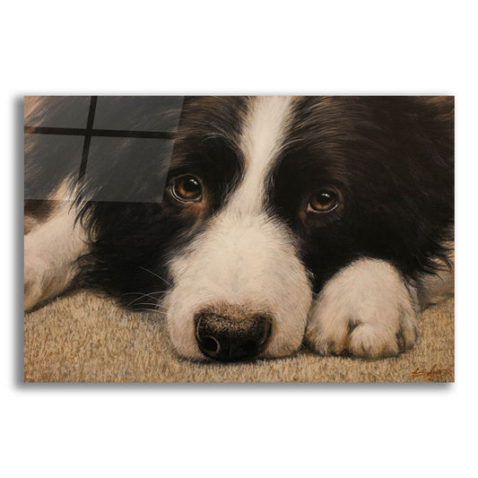 Epic Art 'Border Collie Love' by John Silver, Acrylic Glass Wall Art