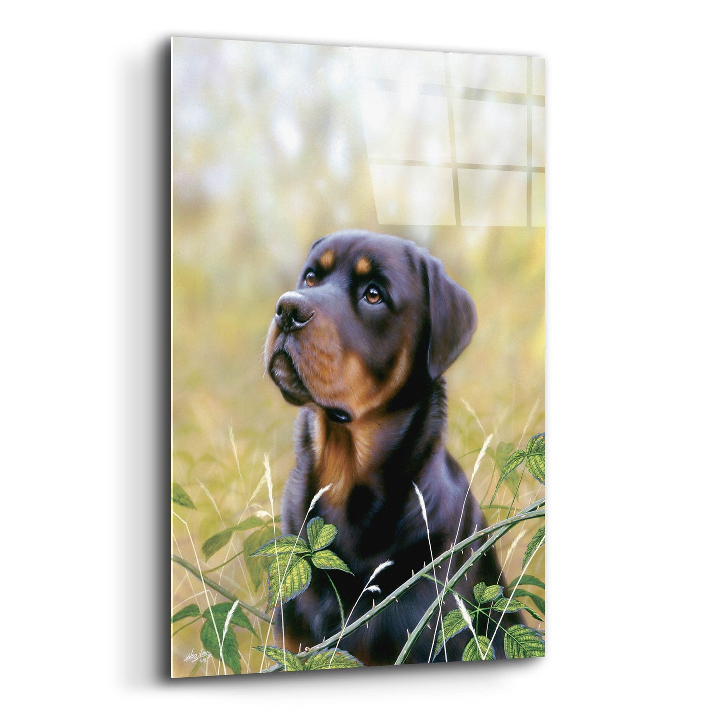 Epic Art 'Rottweiler Spirit Of Loyalty' by John Silver, Acrylic Glass Wall Art,12x16