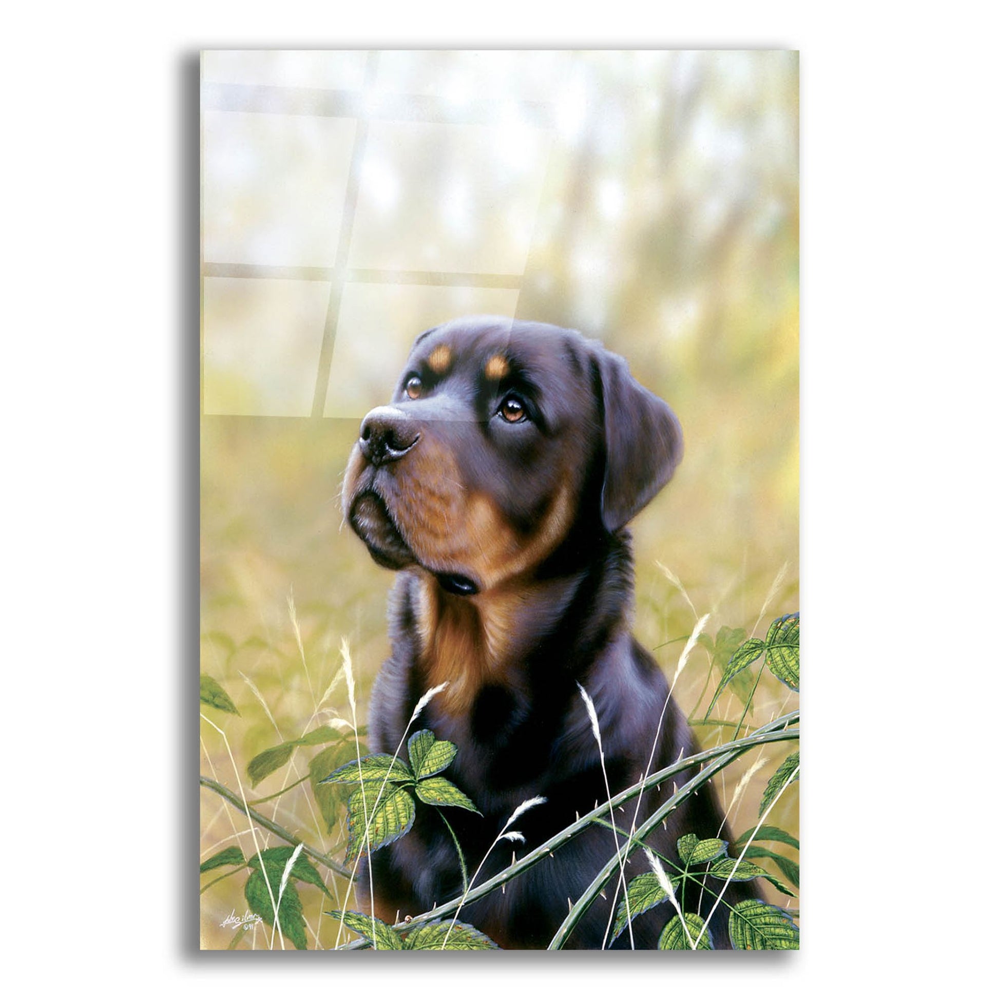 Epic Art 'Rottweiler Spirit Of Loyalty' by John Silver, Acrylic Glass Wall Art