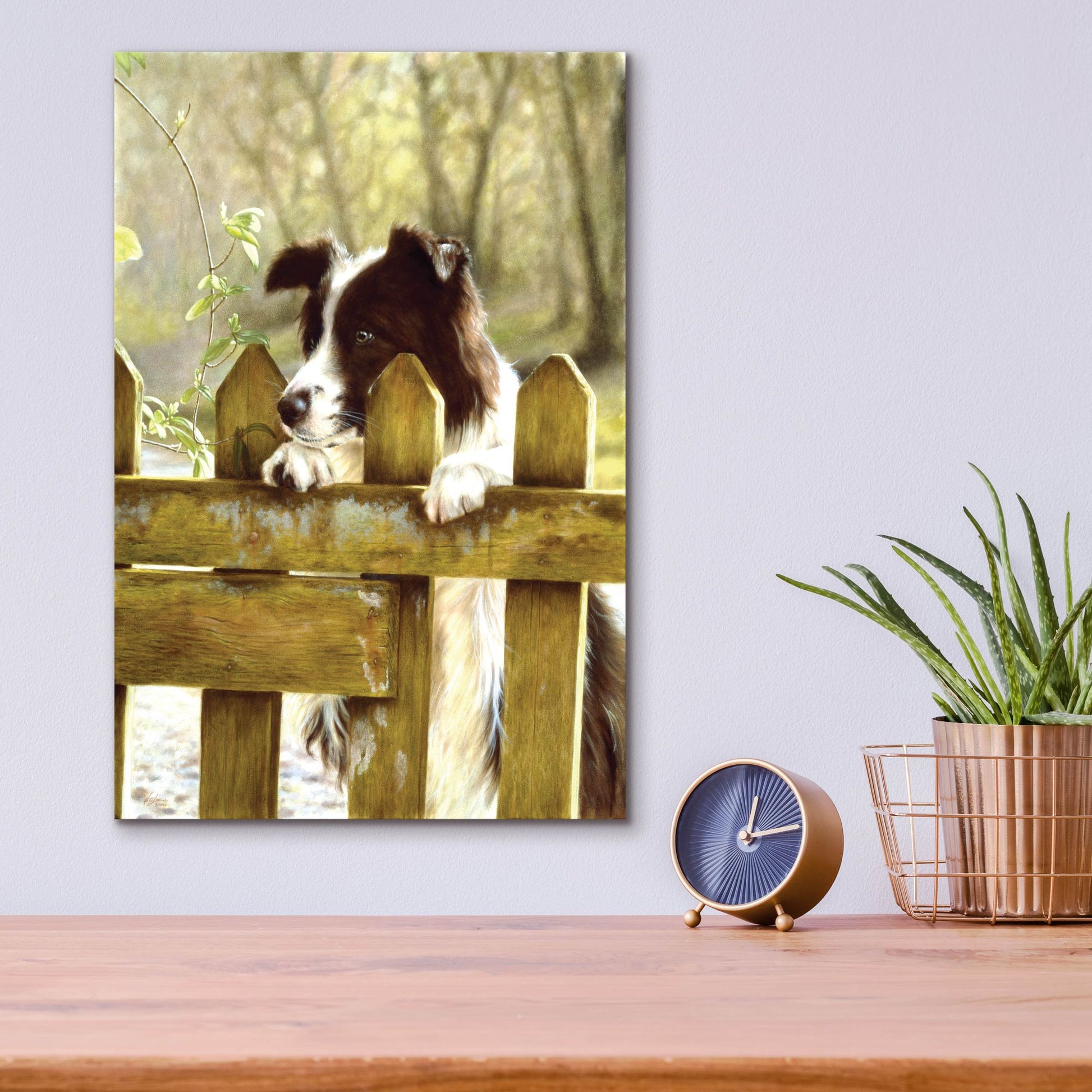 Epic Art 'Border Collie watching cows' by John Silver, Acrylic Glass Wall Art,12x16