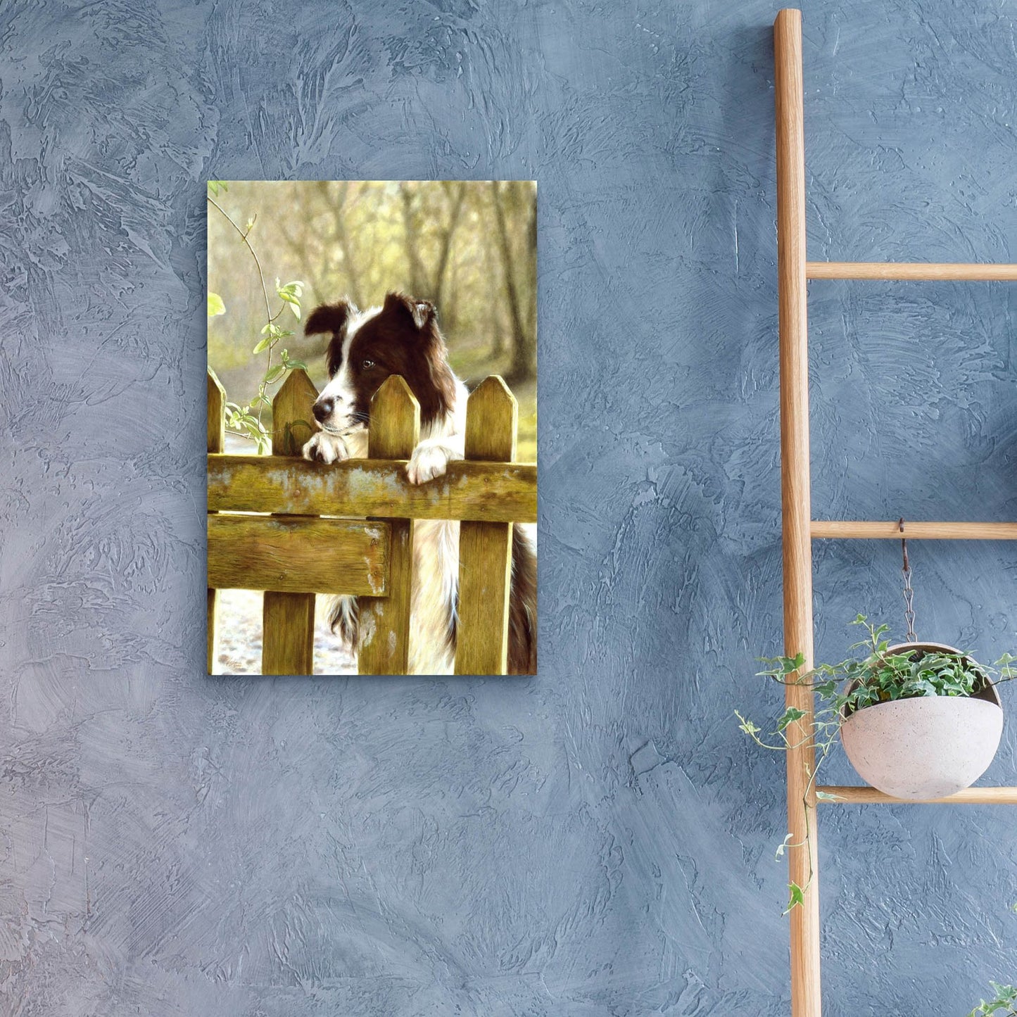 Epic Art 'Border Collie watching cows' by John Silver, Acrylic Glass Wall Art,16x24