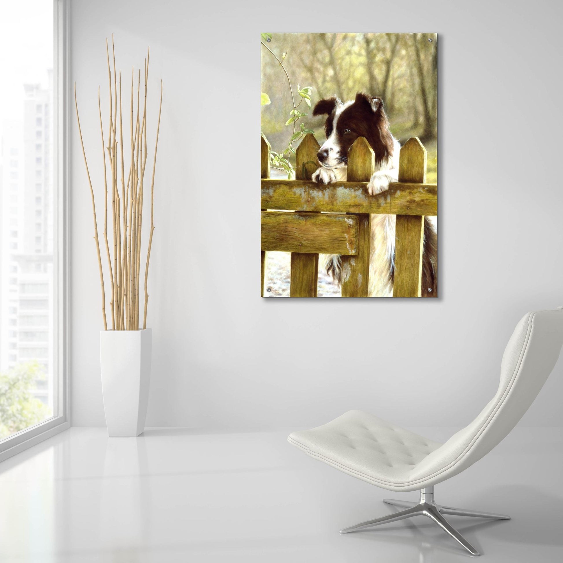 Epic Art 'Border Collie watching cows' by John Silver, Acrylic Glass Wall Art,24x36