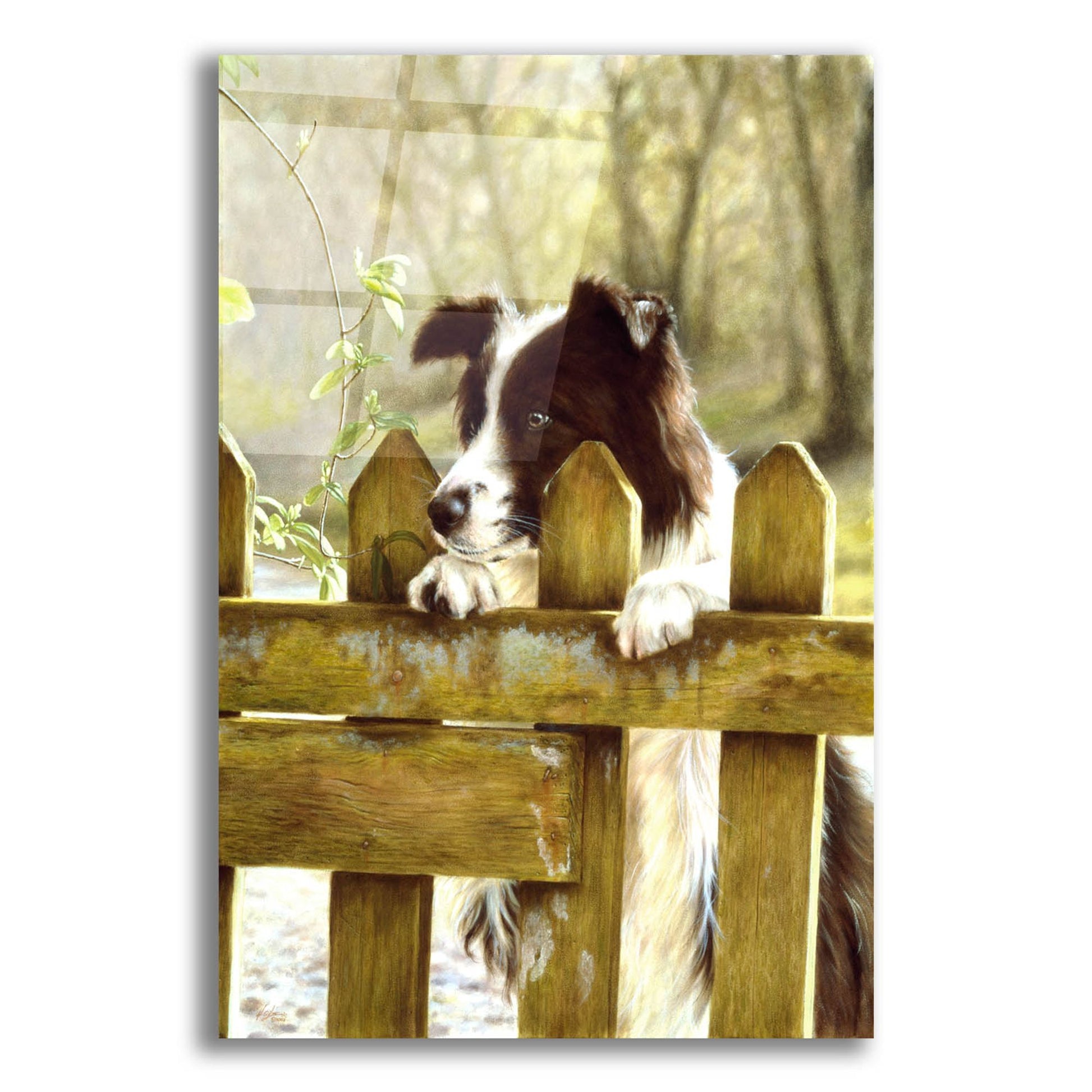 Epic Art 'Border Collie watching cows' by John Silver, Acrylic Glass Wall Art