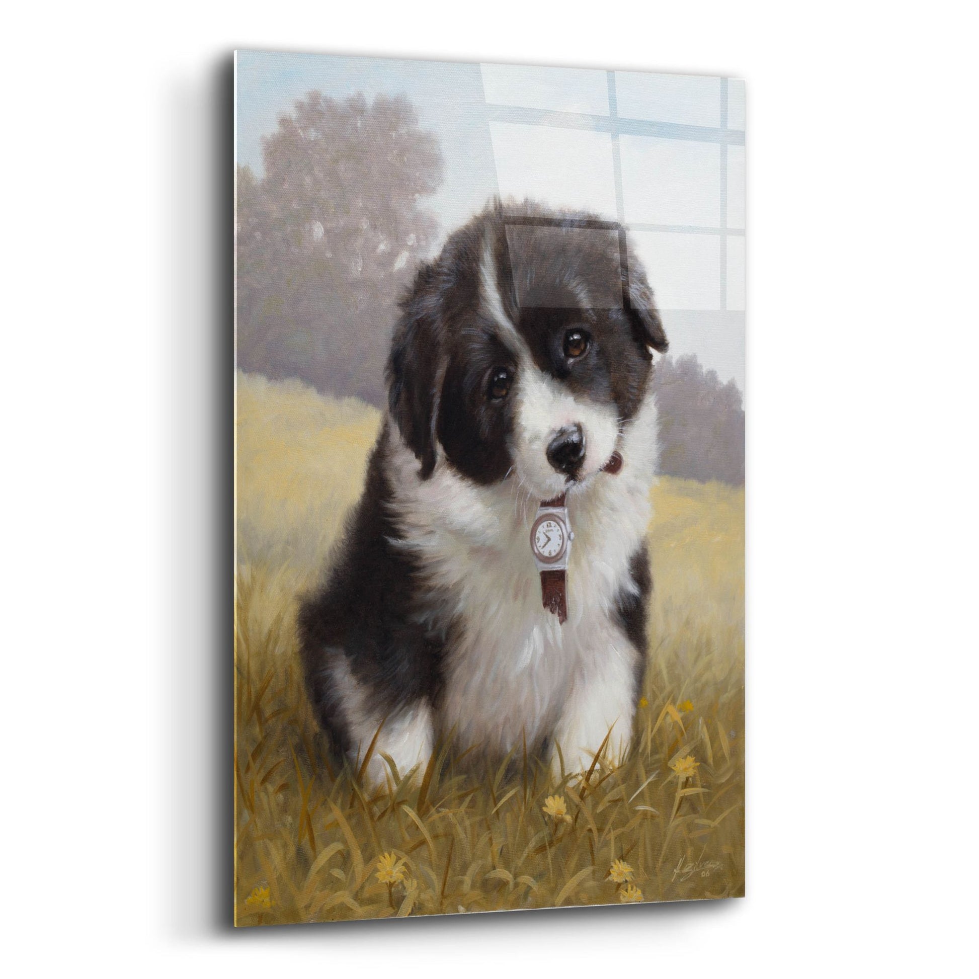 Epic Art 'Border Collie Puppy' by John Silver, Acrylic Glass Wall Art,12x16