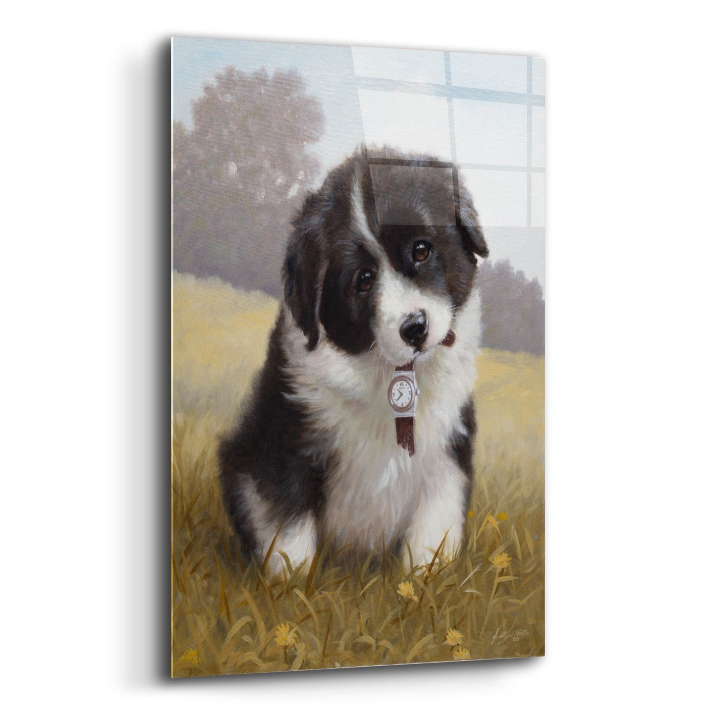 Epic Art 'Border Collie Puppy' by John Silver, Acrylic Glass Wall Art,16x24