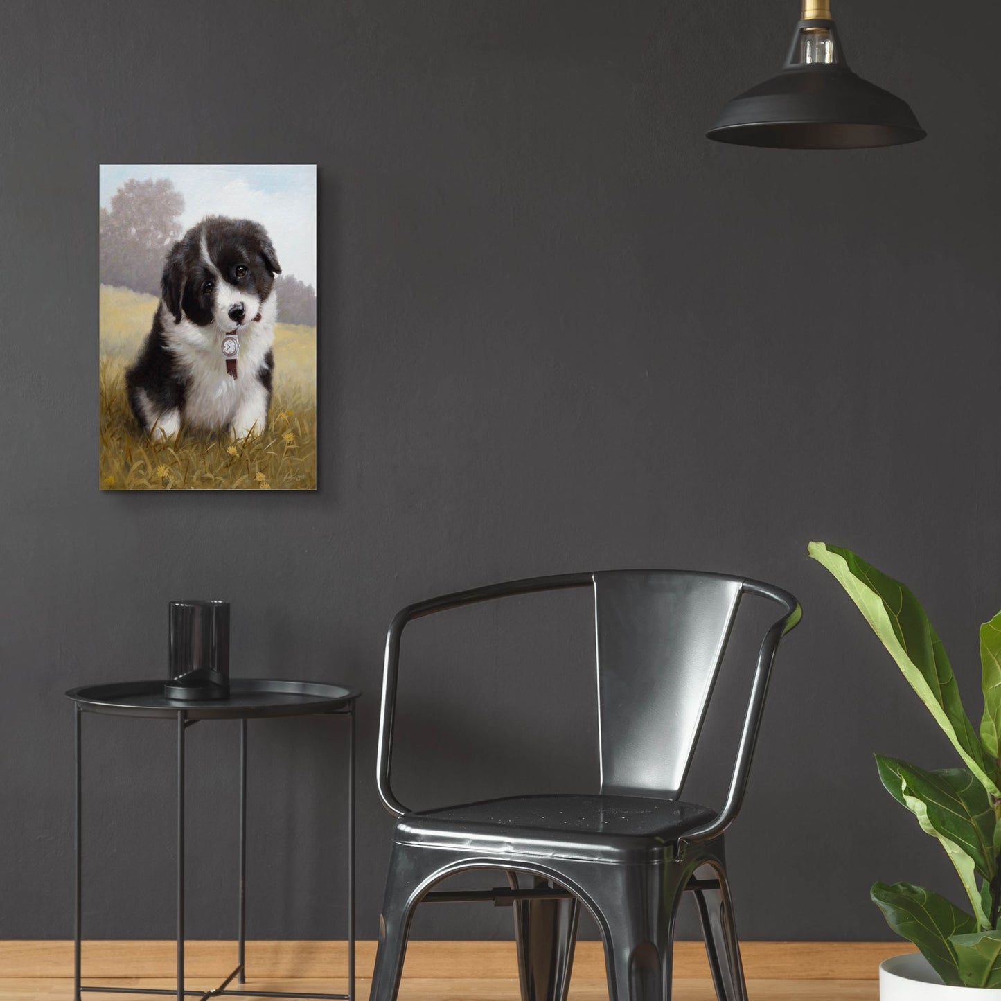 Epic Art 'Border Collie Puppy' by John Silver, Acrylic Glass Wall Art,16x24