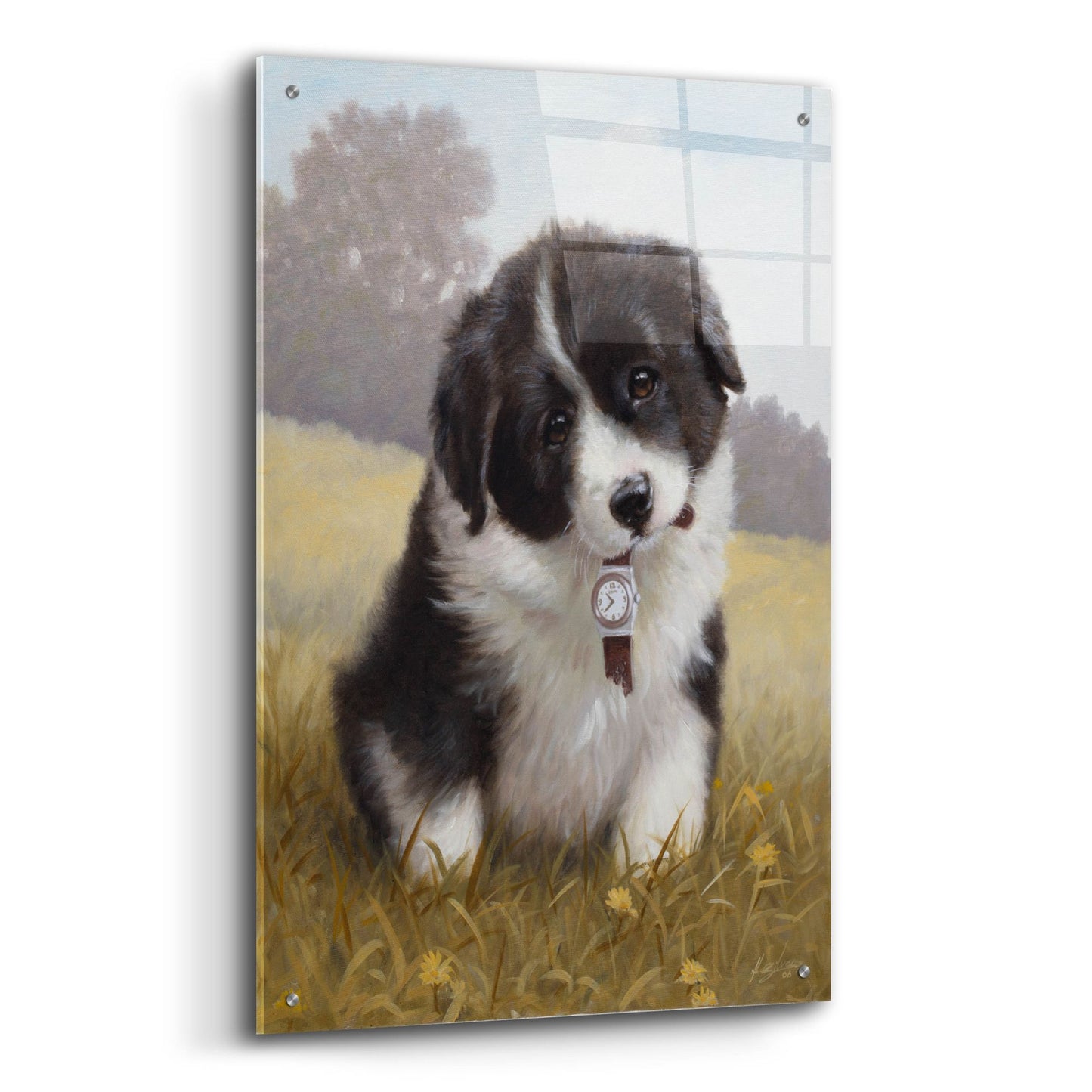 Epic Art 'Border Collie Puppy' by John Silver, Acrylic Glass Wall Art,24x36