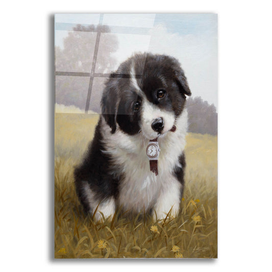 Epic Art 'Border Collie Puppy' by John Silver, Acrylic Glass Wall Art