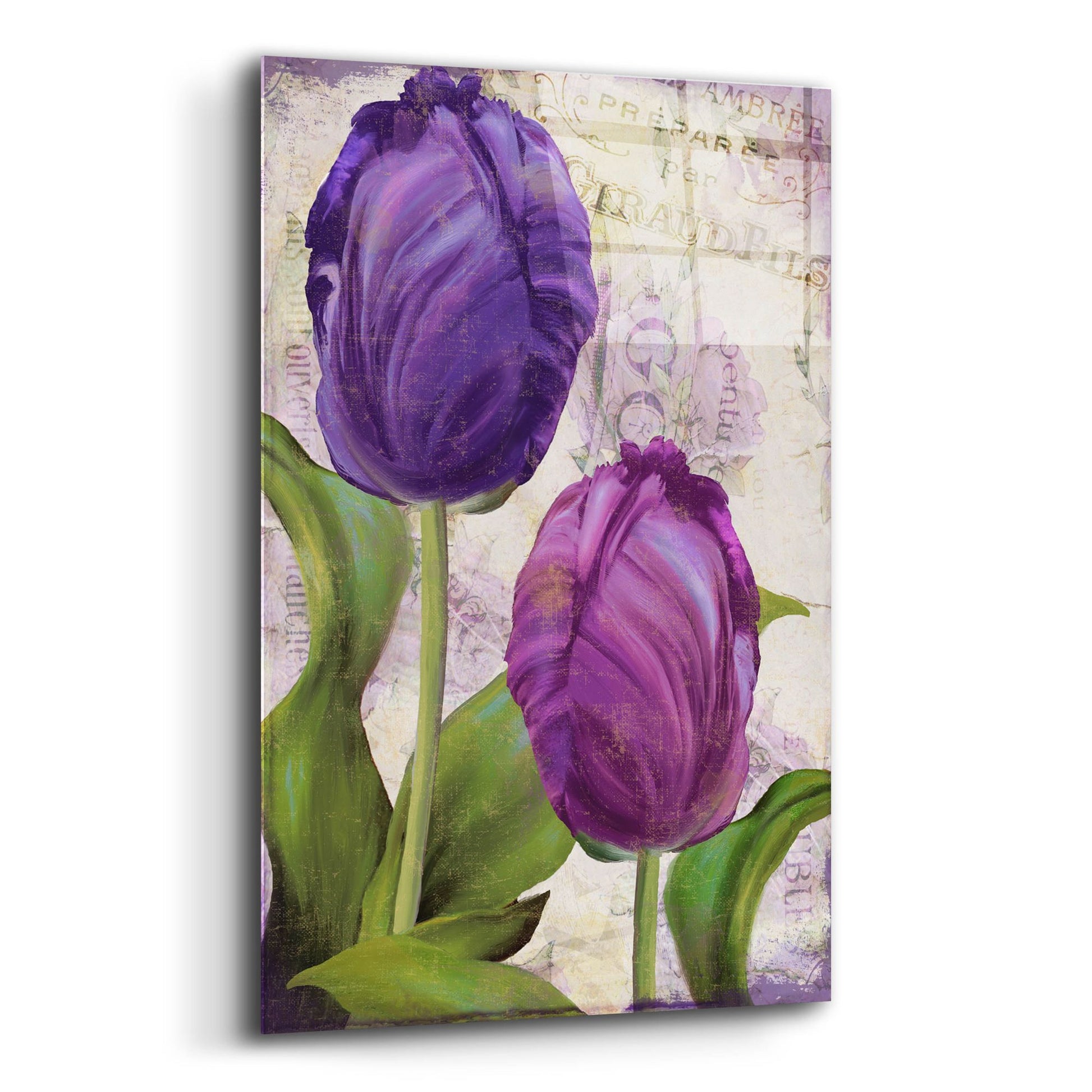 Epic Art 'Parrot Tulips I' by Sasha, Acrylic Glass Wall Art,12x16