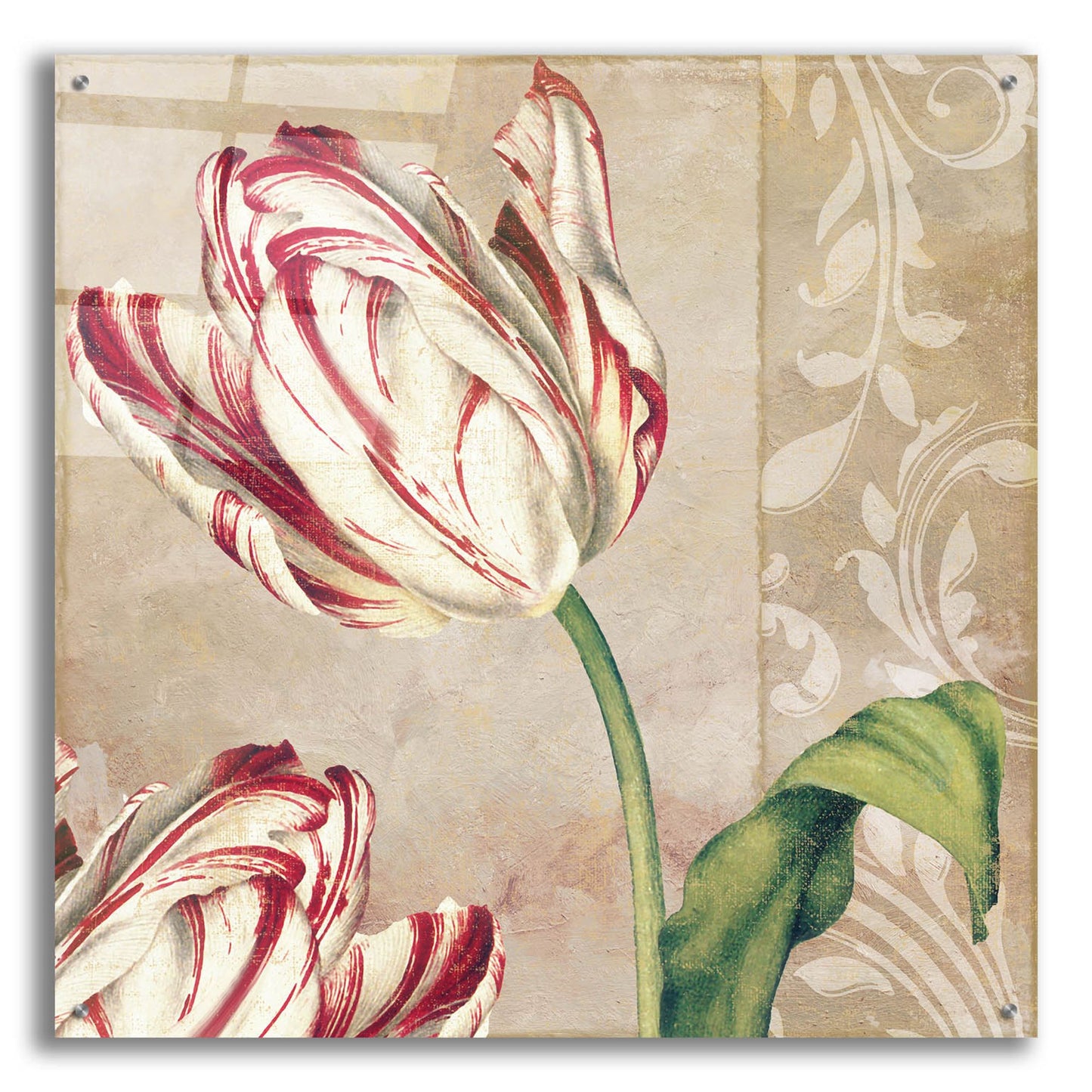 Epic Art 'Peppermint Tulips I' by Sasha, Acrylic Glass Wall Art