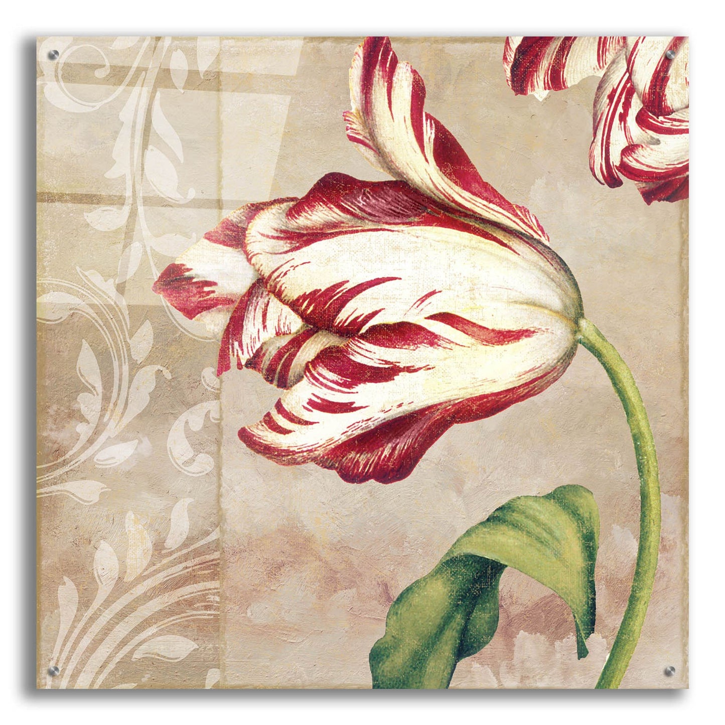 Epic Art 'Peppermint Tulips II' by Sasha, Acrylic Glass Wall Art