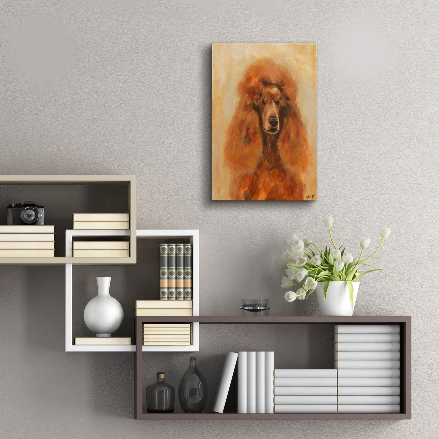 Epic Art 'Apricot Poodle' by Solveiga, Acrylic Glass Wall Art,16x24