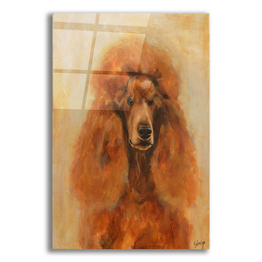 Epic Art 'Apricot Poodle' by Solveiga, Acrylic Glass Wall Art