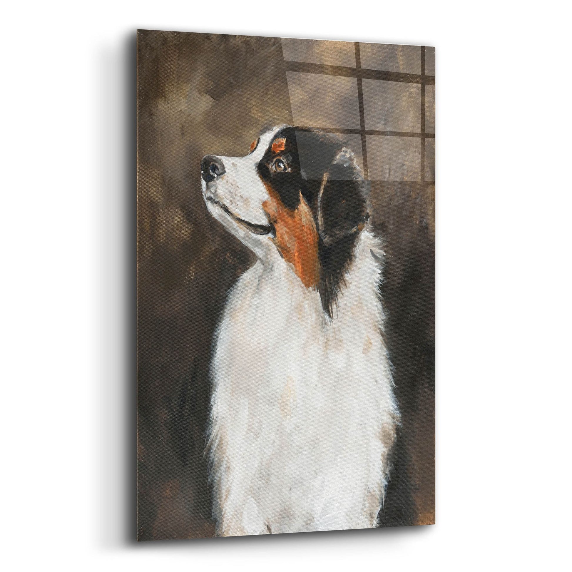 Epic Art 'Australian Shepherd' by Solveiga, Acrylic Glass Wall Art,12x16