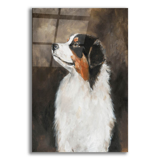 Epic Art 'Australian Shepherd' by Solveiga, Acrylic Glass Wall Art