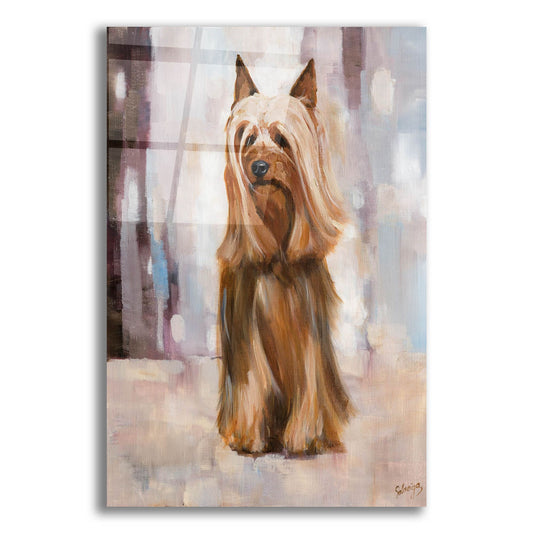 Epic Art 'Silky Terrier I' by Solveiga, Acrylic Glass Wall Art