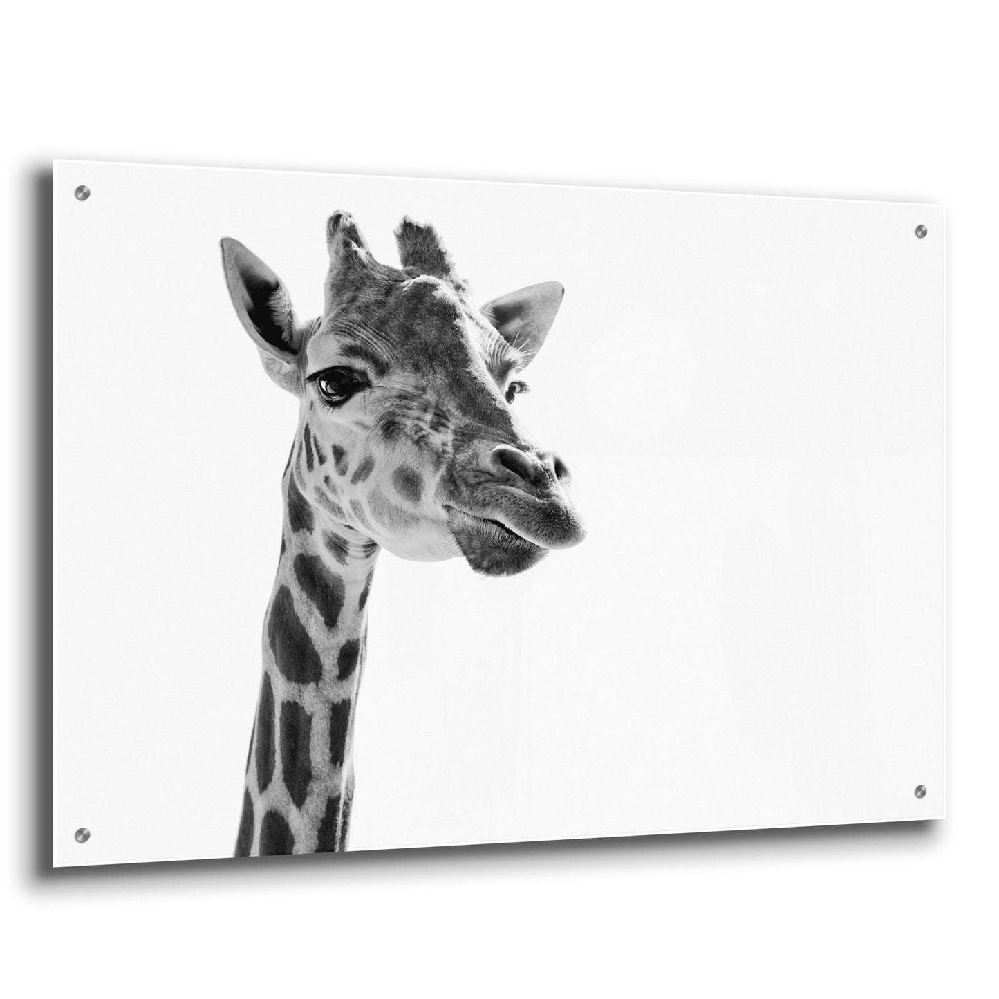 Epic Art 'Giraffe Expressionism' by SD Smart, Acrylic Glass Wall Art,36x24