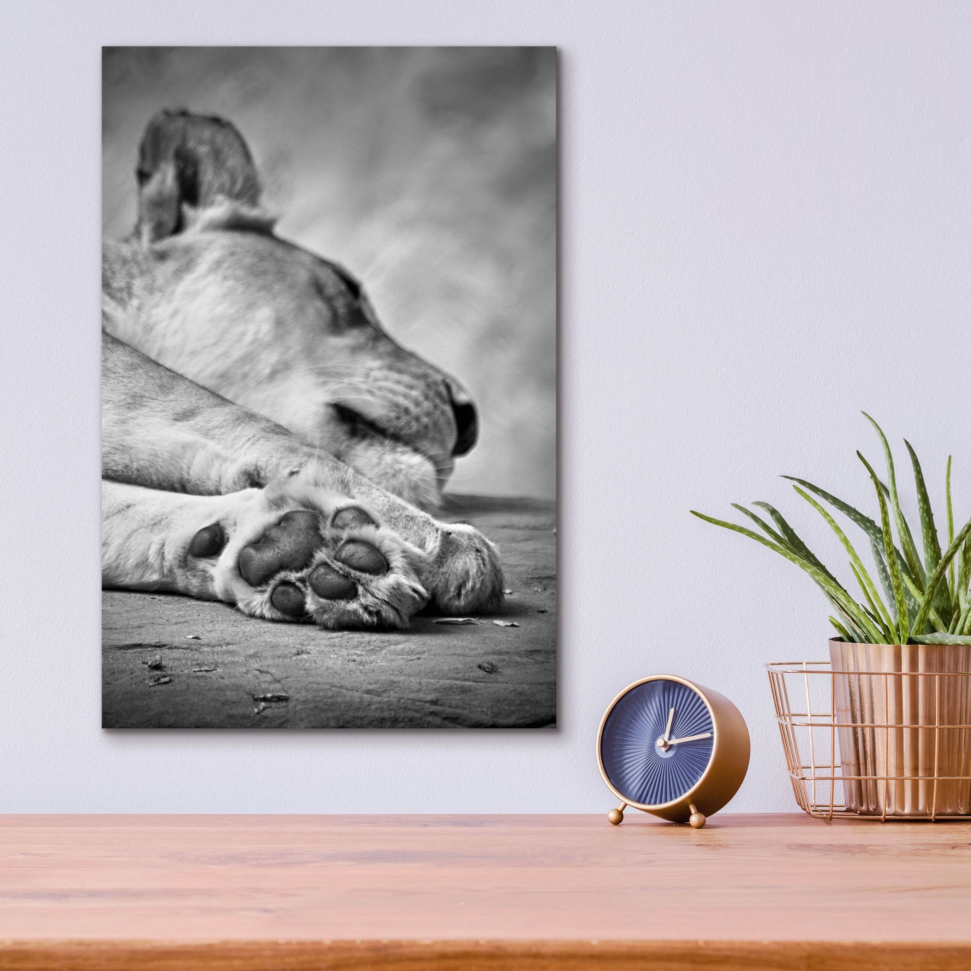 Epic Art 'The Lions Paw' by SD Smart, Acrylic Glass Wall Art,12x16