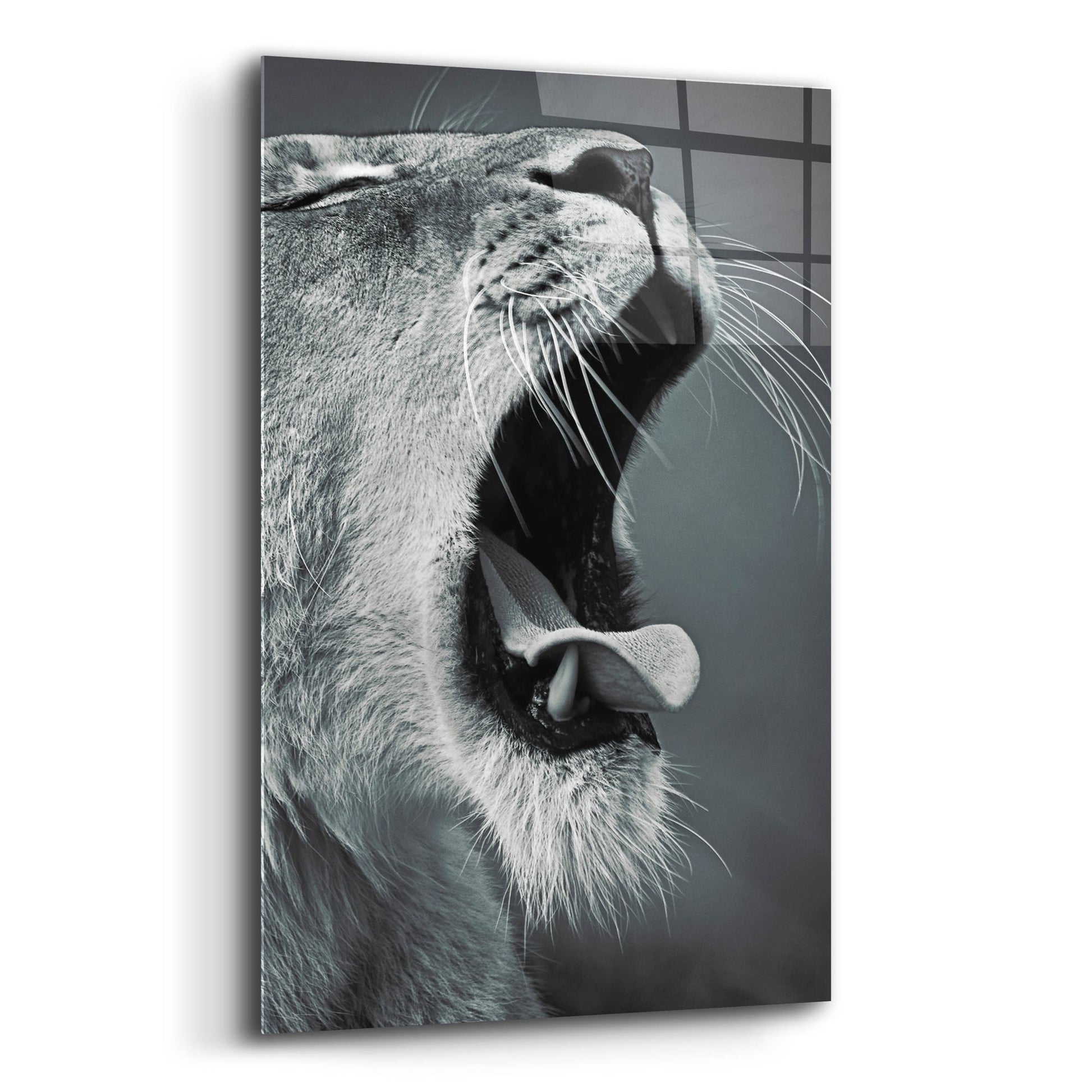 Epic Art 'Yawn' by SD Smart, Acrylic Glass Wall Art,12x16