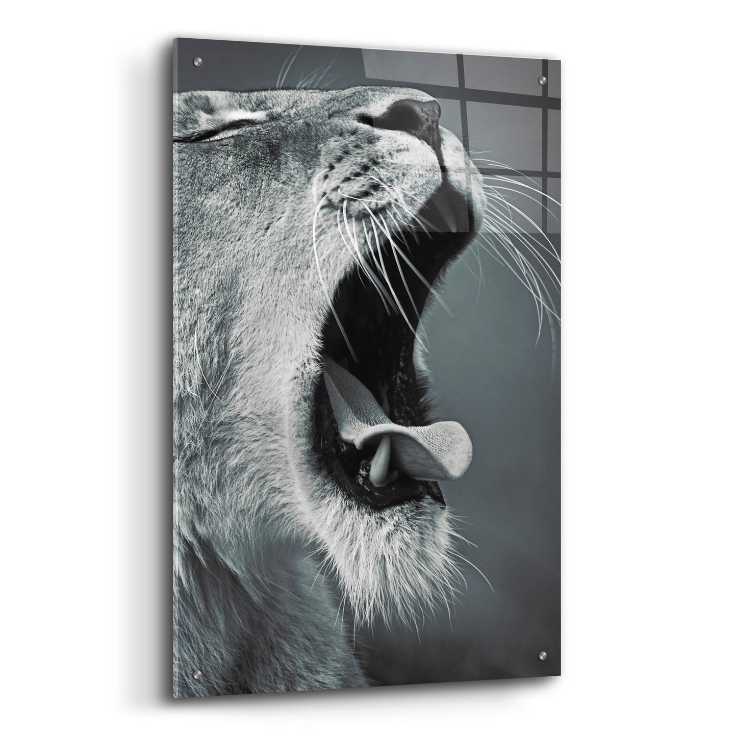 Epic Art 'Yawn' by SD Smart, Acrylic Glass Wall Art,24x36