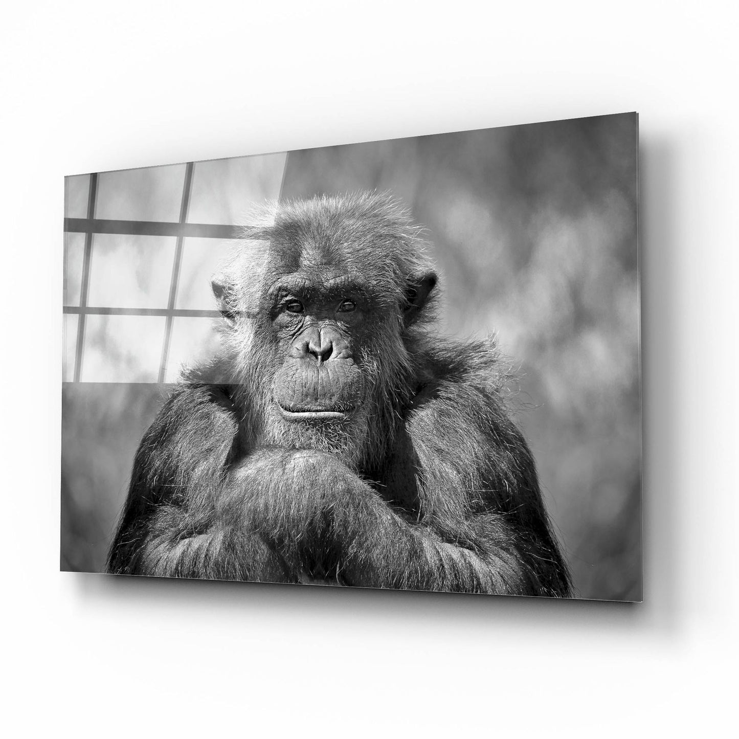 Epic Art 'Chimp' by SD Smart, Acrylic Glass Wall Art,16x12