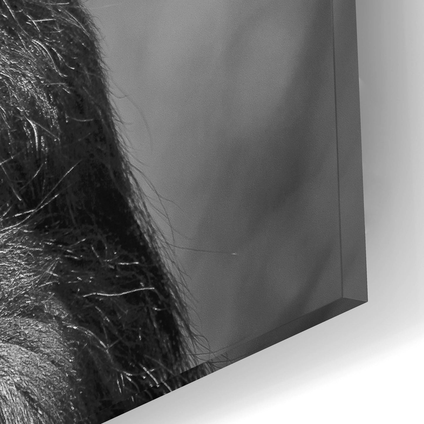 Epic Art 'Chimp' by SD Smart, Acrylic Glass Wall Art,16x12