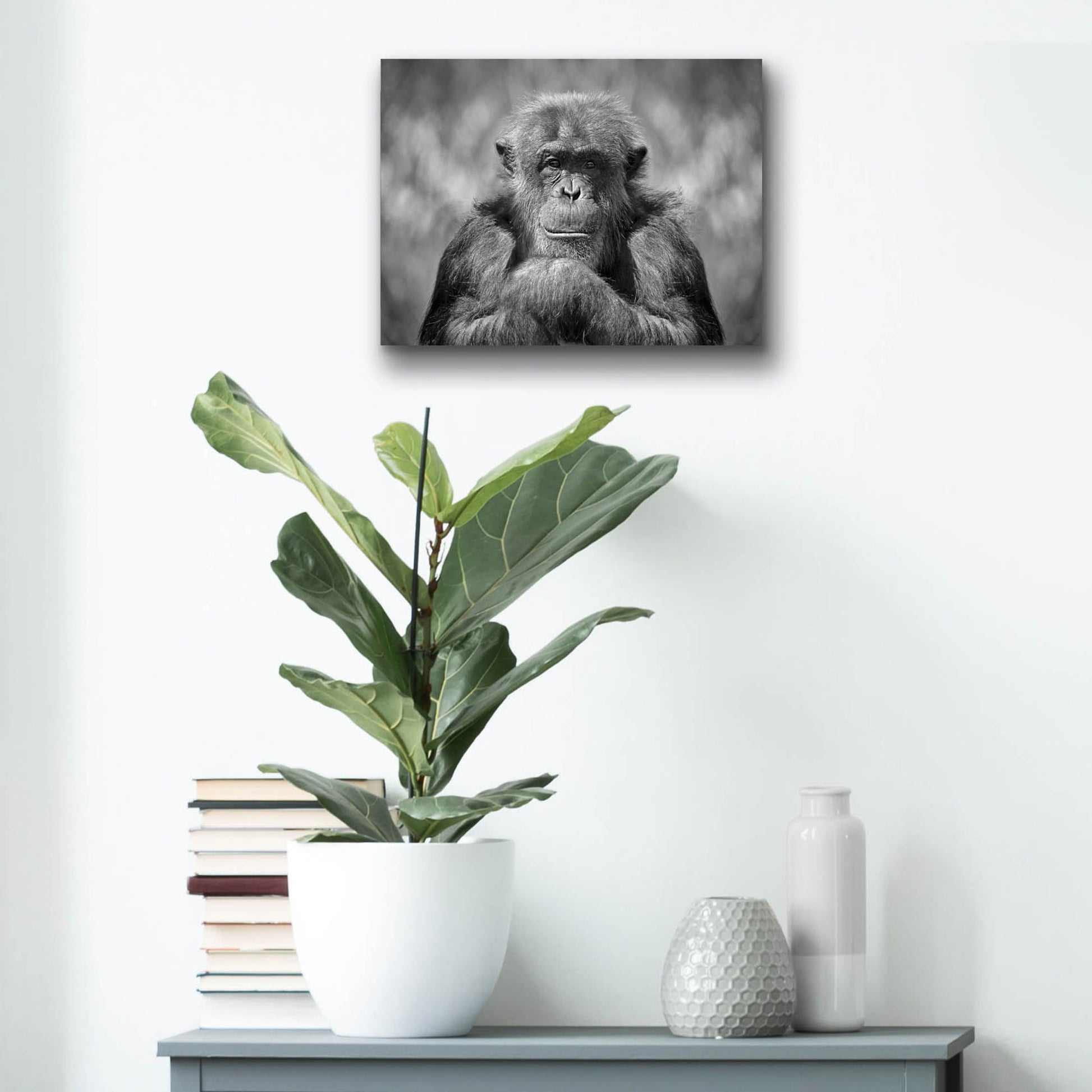 Epic Art 'Chimp' by SD Smart, Acrylic Glass Wall Art,16x12