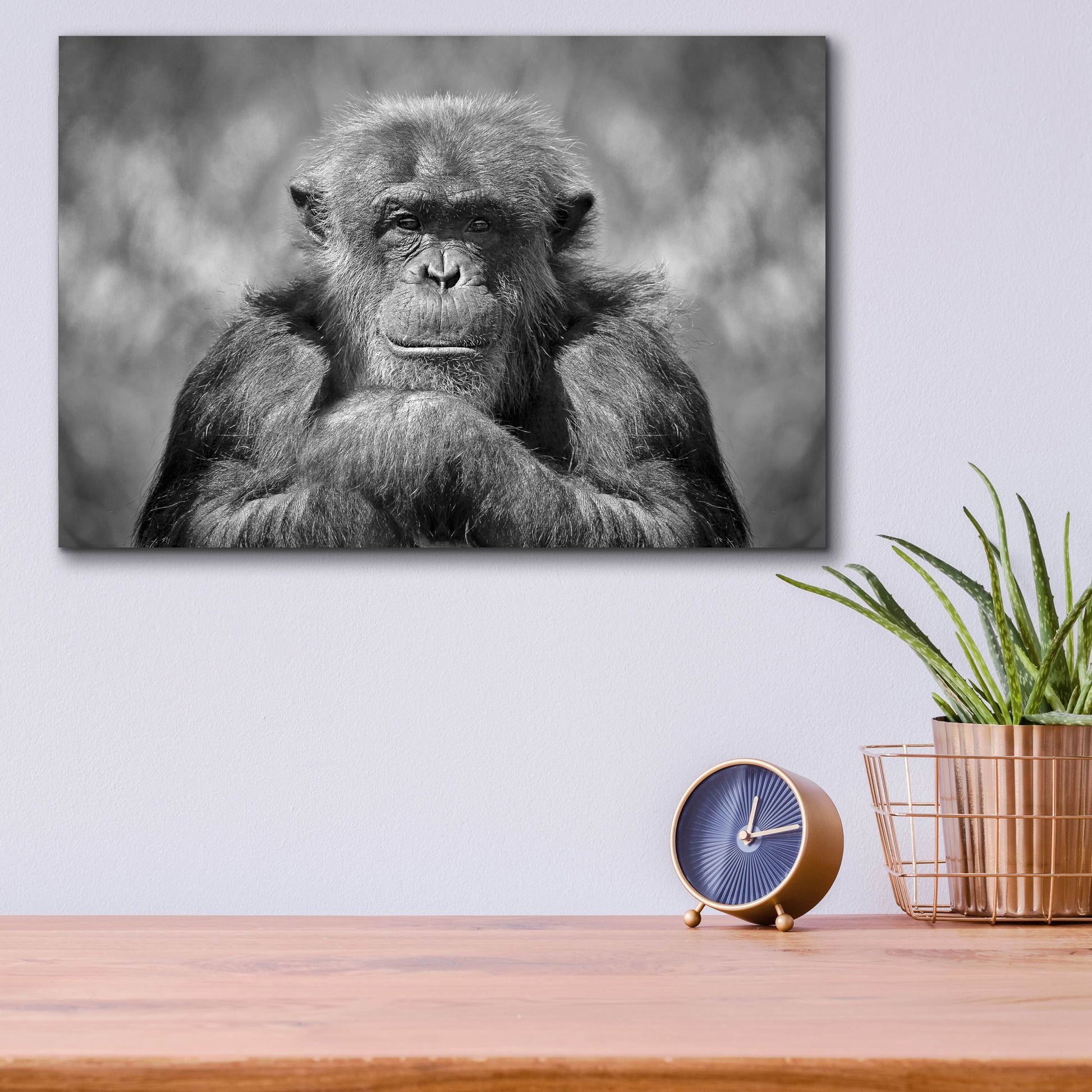 Epic Art 'Chimp' by SD Smart, Acrylic Glass Wall Art,16x12