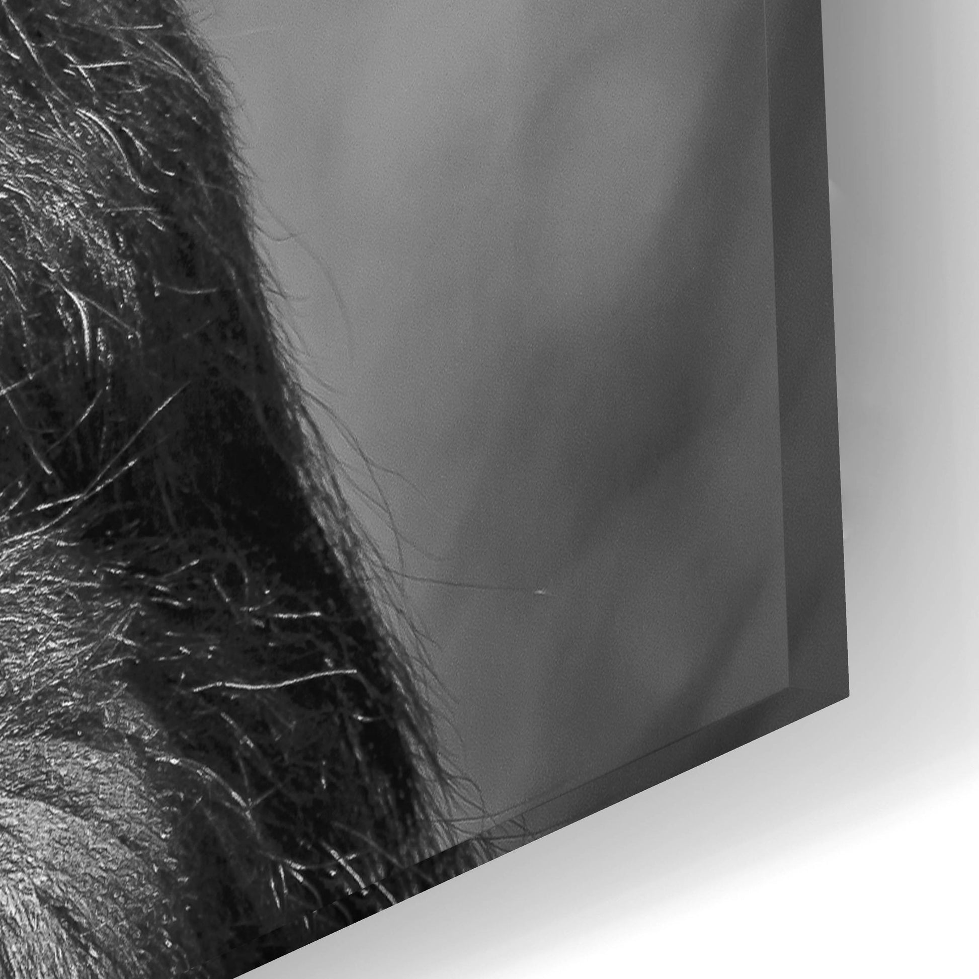 Epic Art 'Chimp' by SD Smart, Acrylic Glass Wall Art,24x16