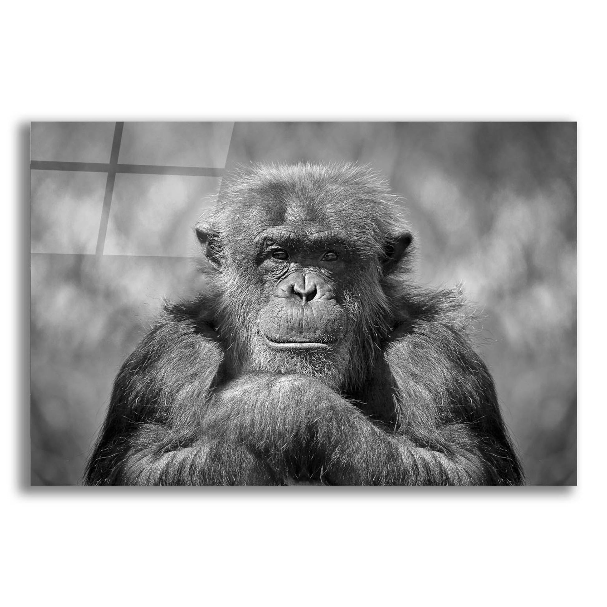 Epic Art 'Chimp' by SD Smart, Acrylic Glass Wall Art,24x16