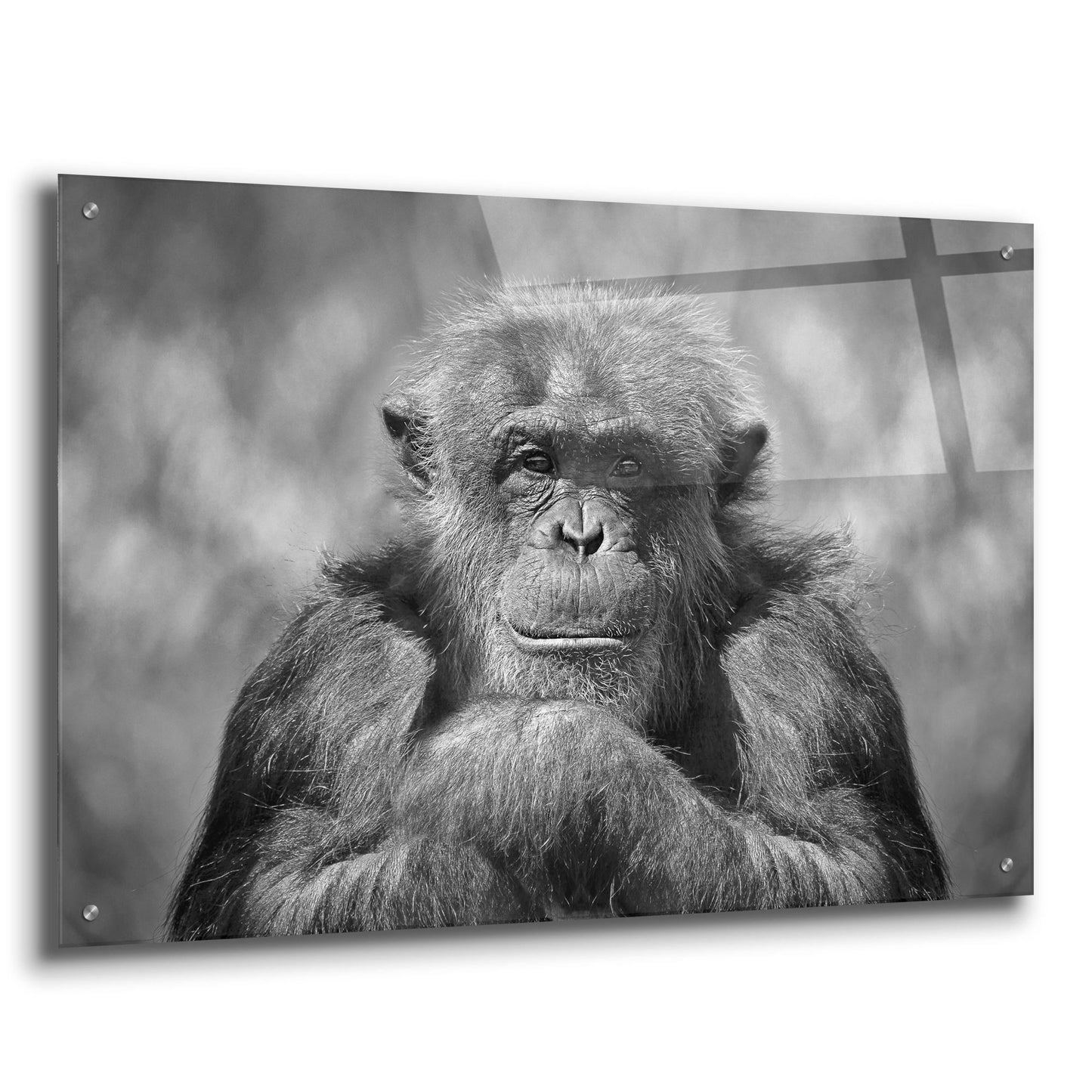 Epic Art 'Chimp' by SD Smart, Acrylic Glass Wall Art,36x24