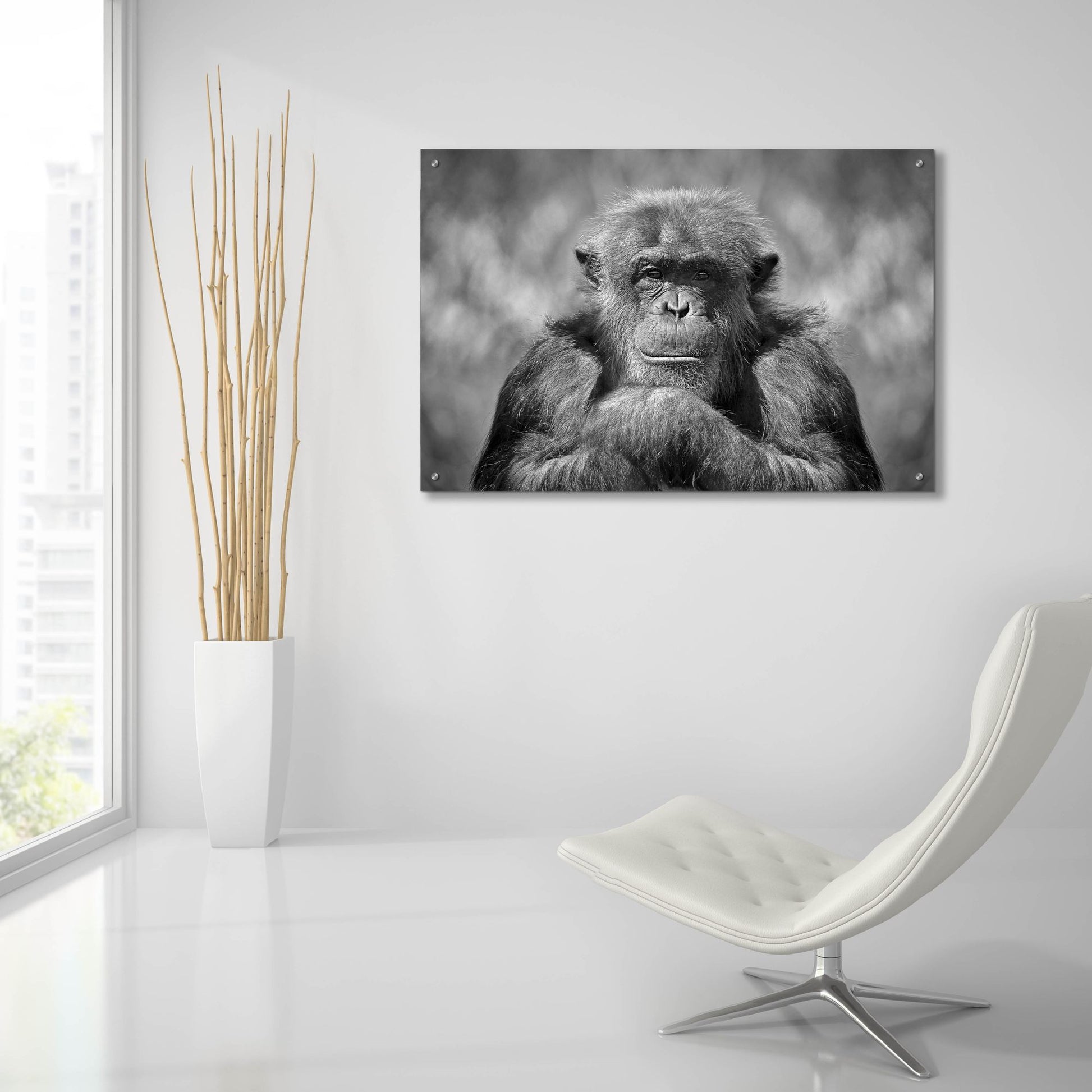 Epic Art 'Chimp' by SD Smart, Acrylic Glass Wall Art,36x24