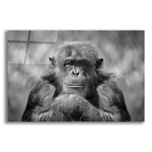 Epic Art 'Chimp' by SD Smart, Acrylic Glass Wall Art