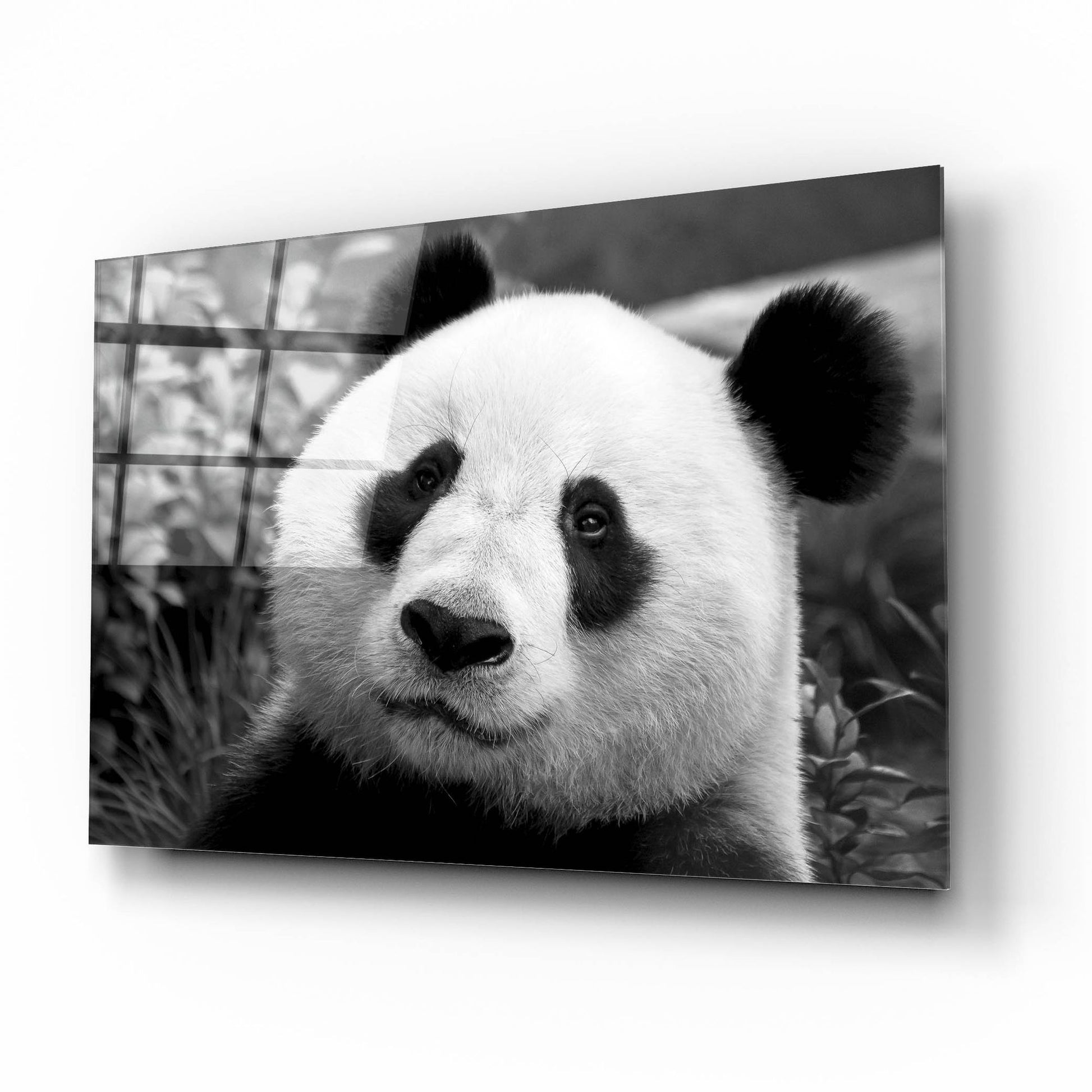 Epic Art 'Giant Panda' by SD Smart, Acrylic Glass Wall Art,16x12