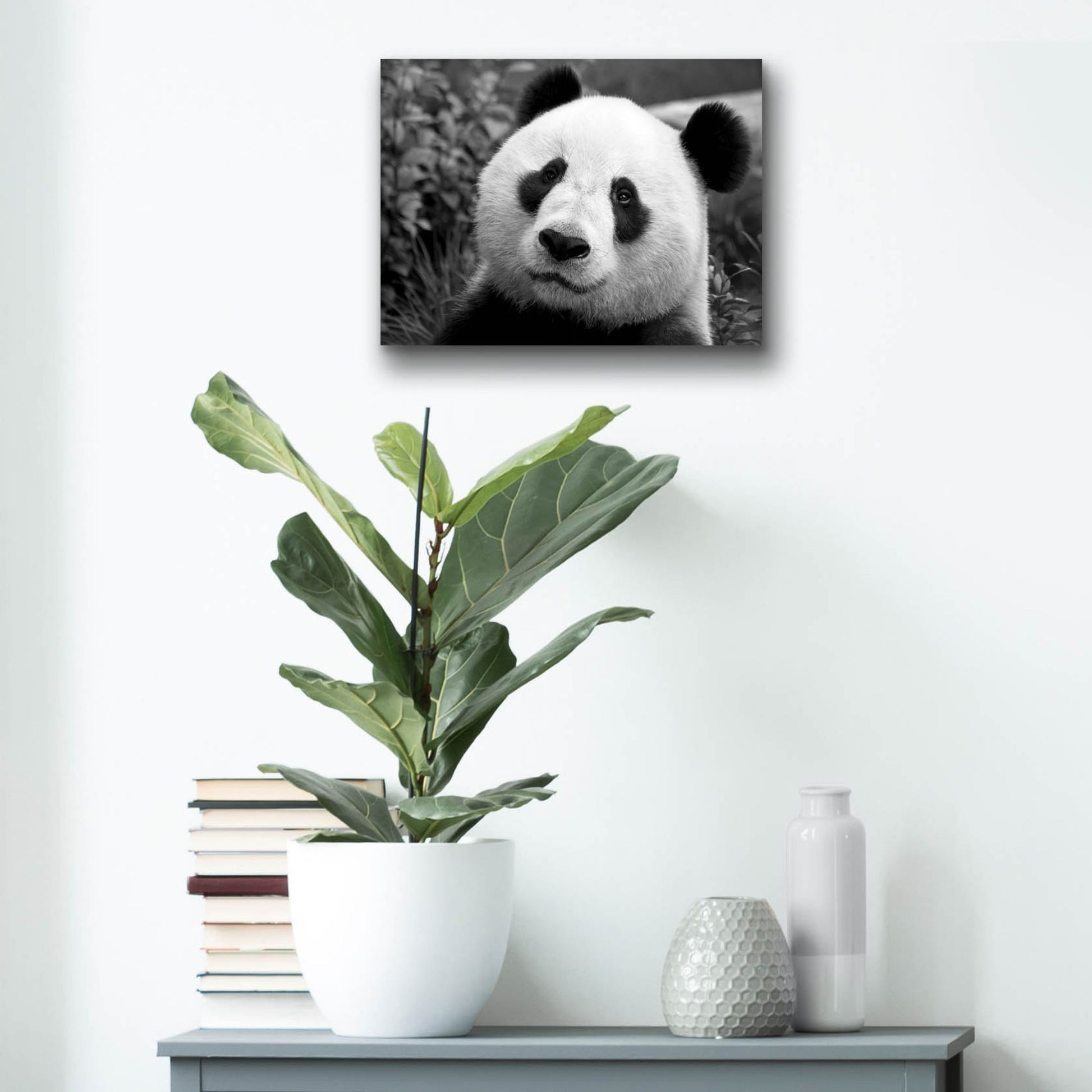 Epic Art 'Giant Panda' by SD Smart, Acrylic Glass Wall Art,16x12