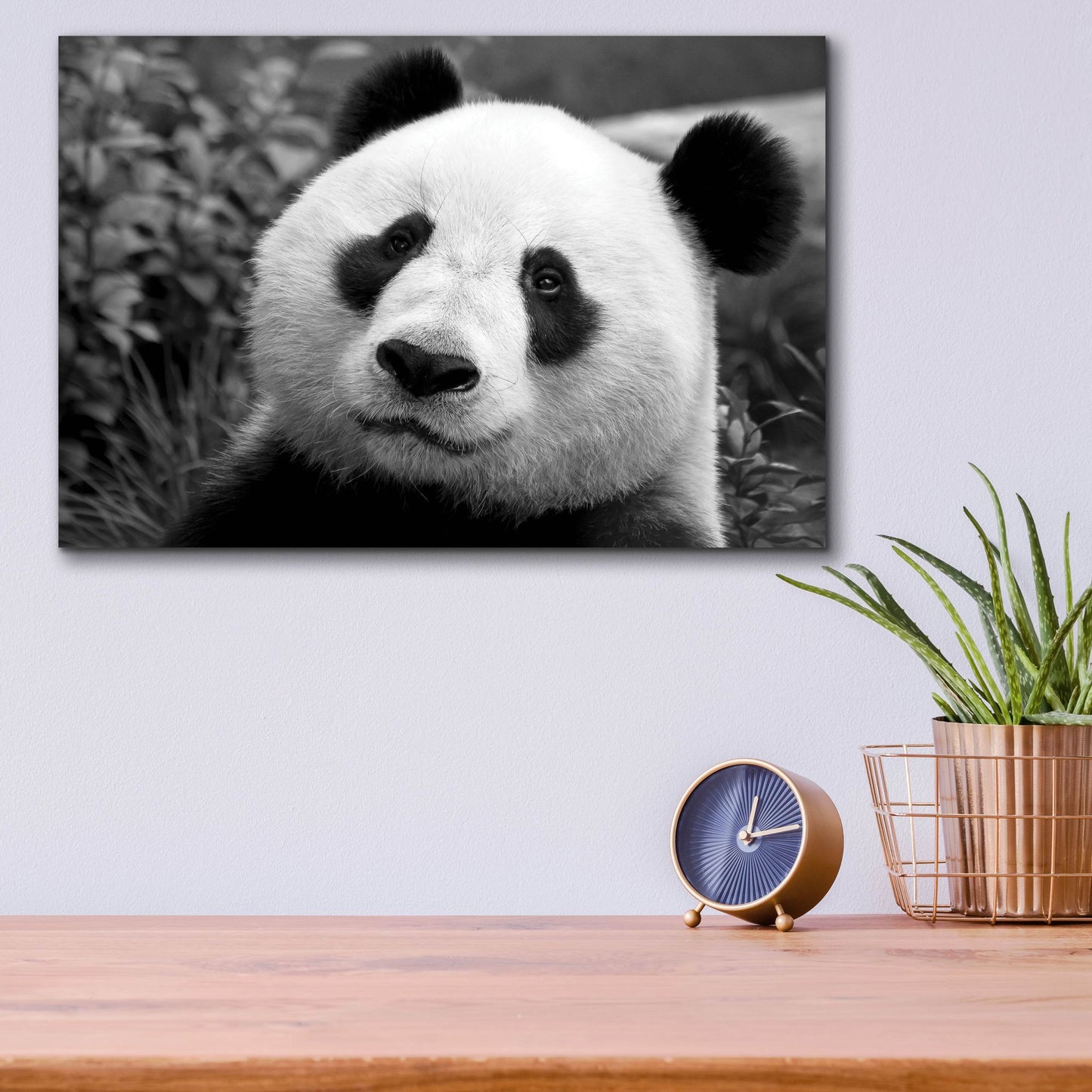 Epic Art 'Giant Panda' by SD Smart, Acrylic Glass Wall Art,16x12