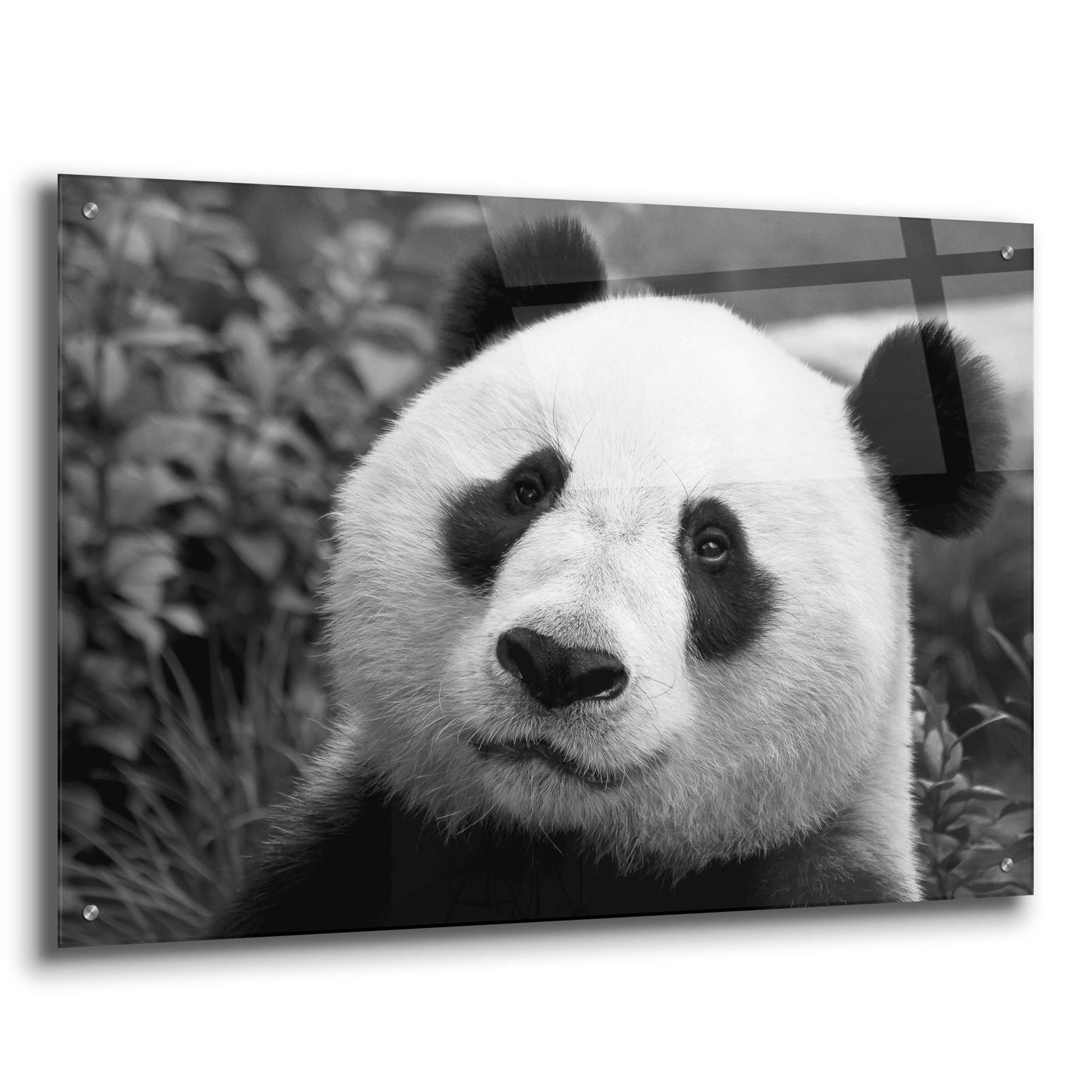 Epic Art 'Giant Panda' by SD Smart, Acrylic Glass Wall Art,36x24