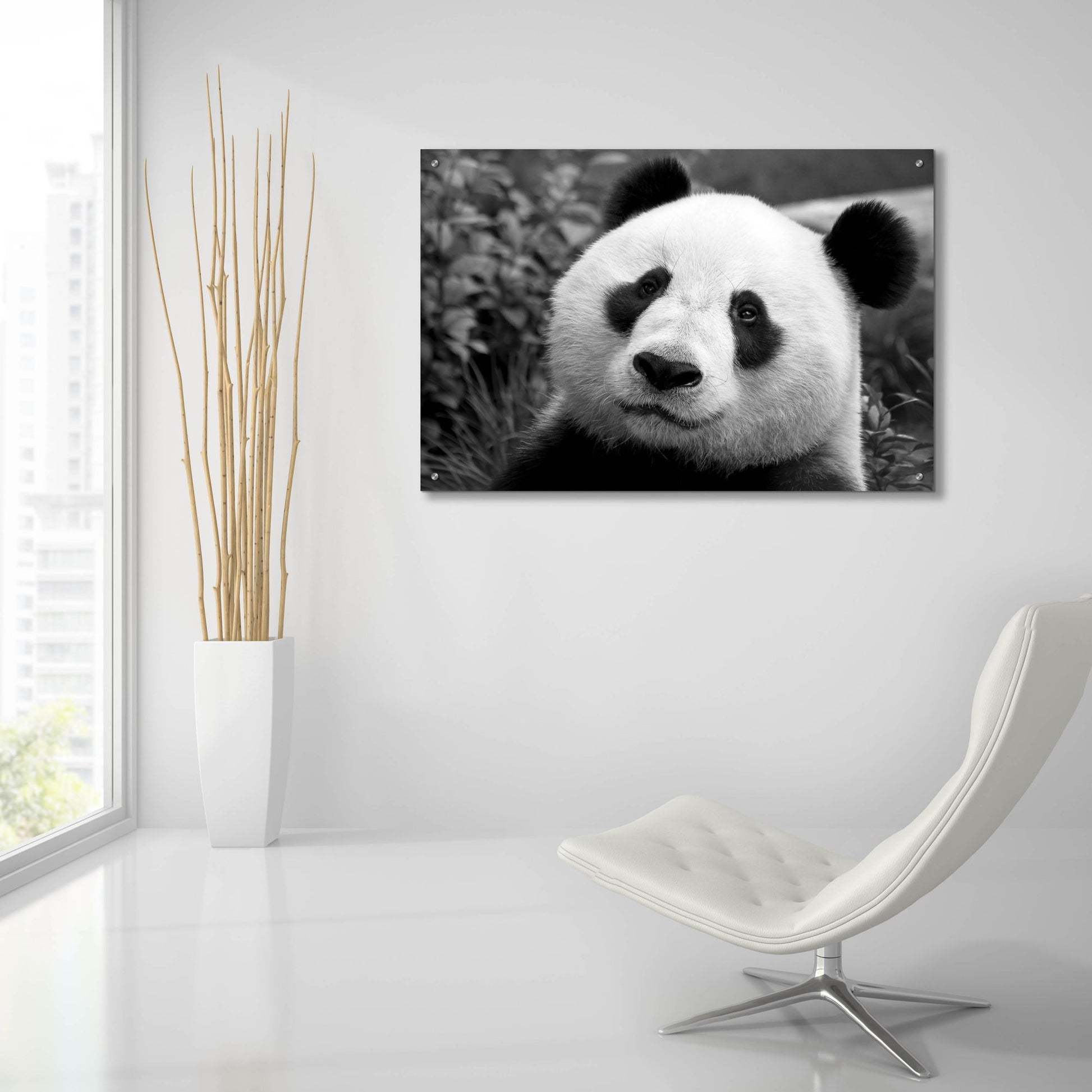 Epic Art 'Giant Panda' by SD Smart, Acrylic Glass Wall Art,36x24