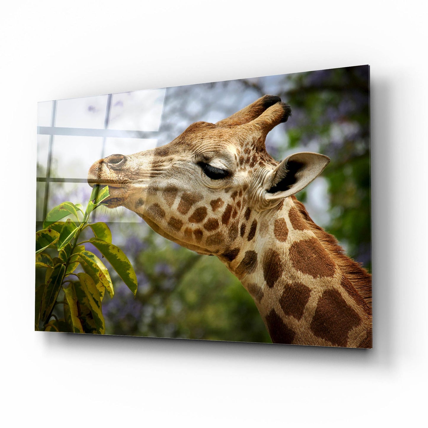 Epic Art 'Giraffe' by SD Smart, Acrylic Glass Wall Art,16x12