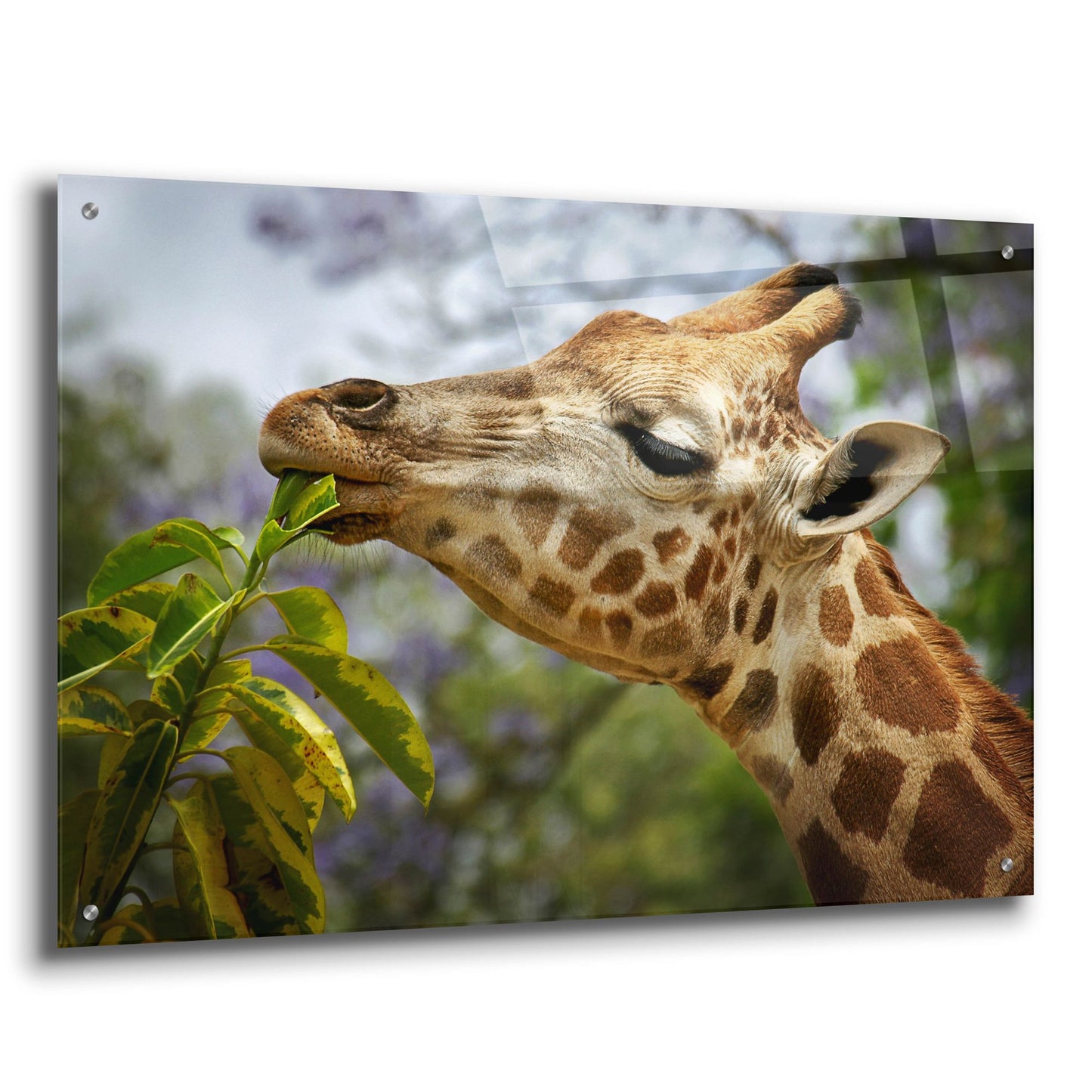 Epic Art 'Giraffe' by SD Smart, Acrylic Glass Wall Art,36x24