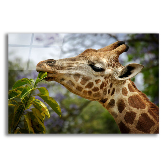 Epic Art 'Giraffe' by SD Smart, Acrylic Glass Wall Art